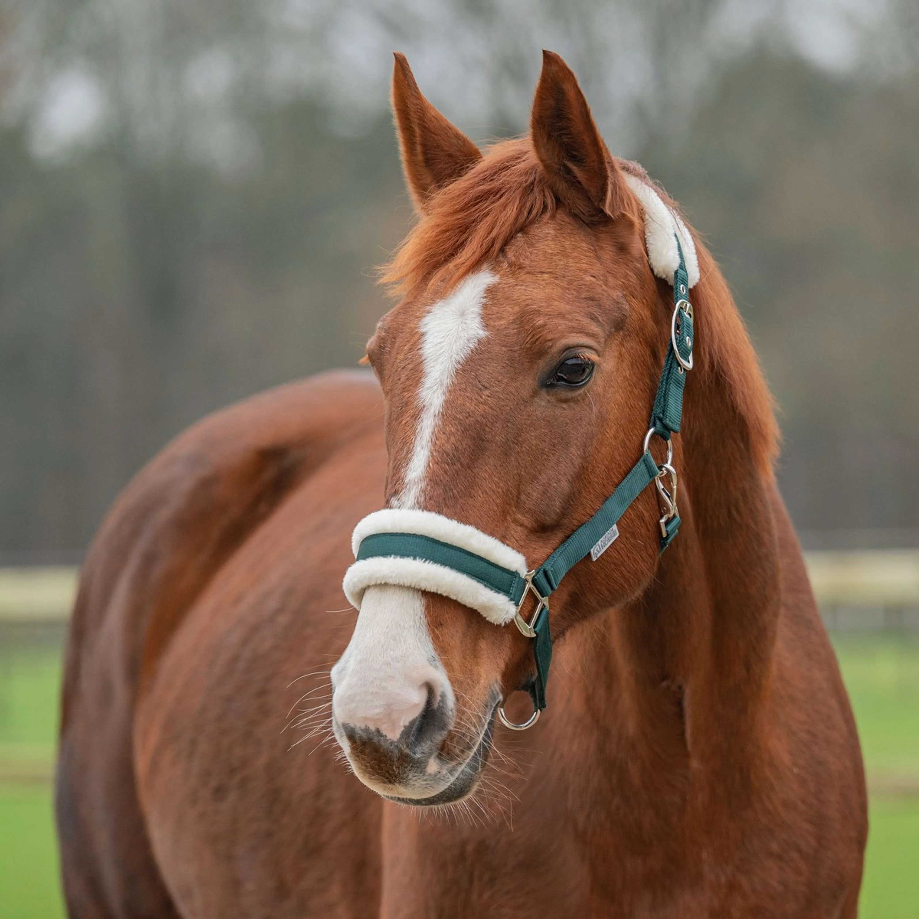 Agradi Horse Cavezza First Fir Green - Image 5