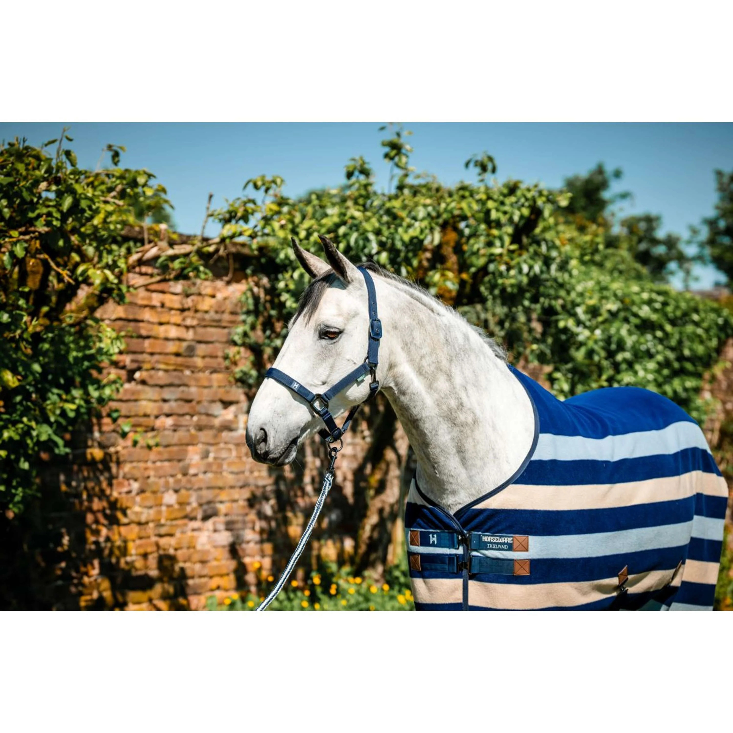 Amigo Cavezza e corda Newmarket Marina di Witney - Image 5