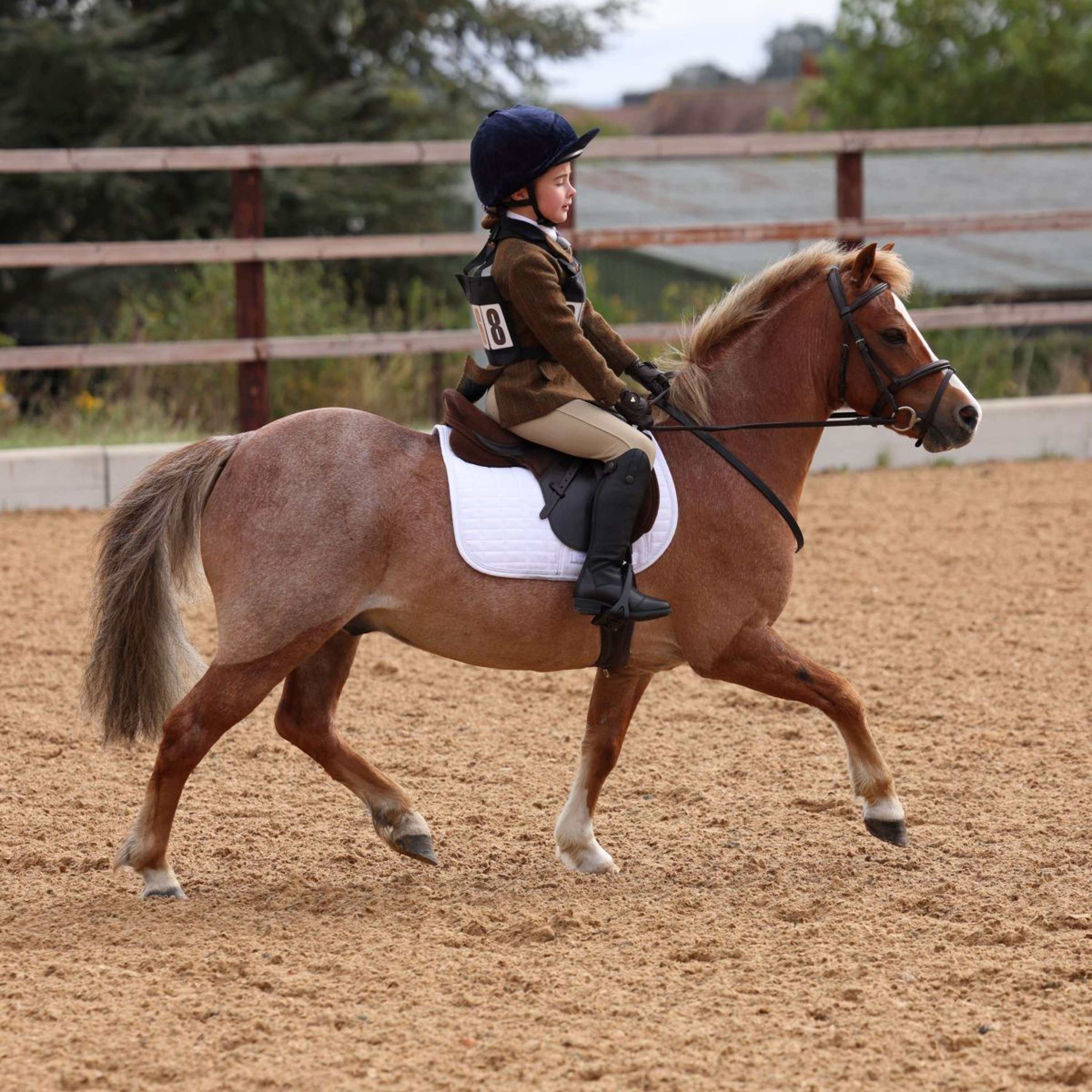 Aubrion by Shires Giacca da Competizione Saratoga Bambini Ruggine Check - Image 14