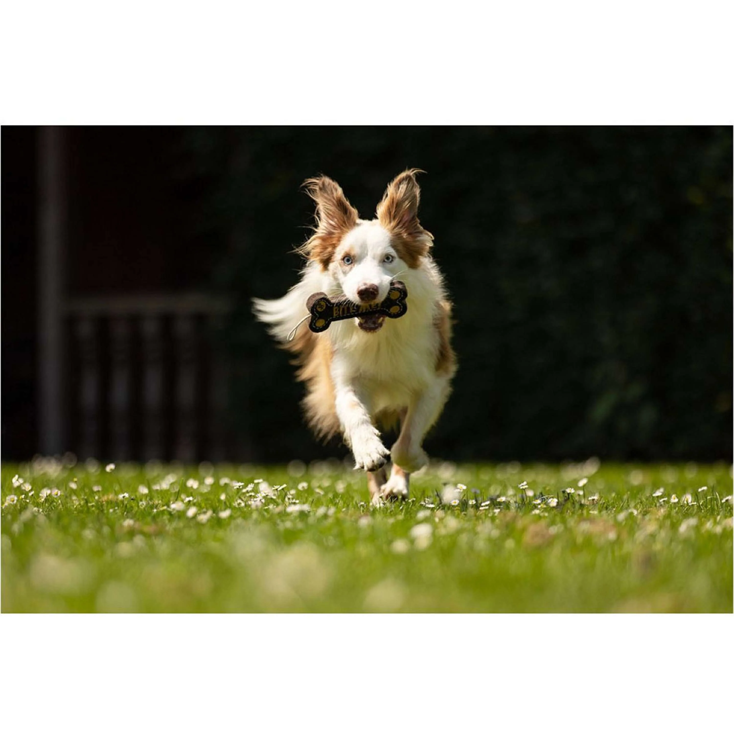 BR Giocattolo per Cane Bone - Image 2