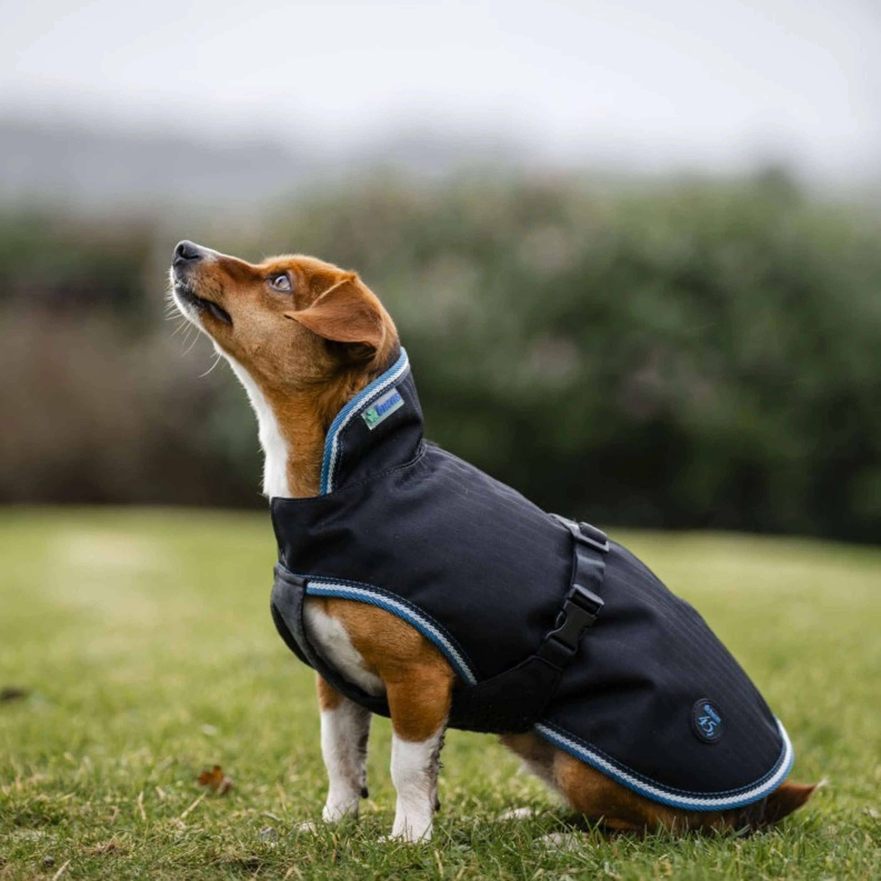 Bucas Anniversary Dog Rug Sapphire