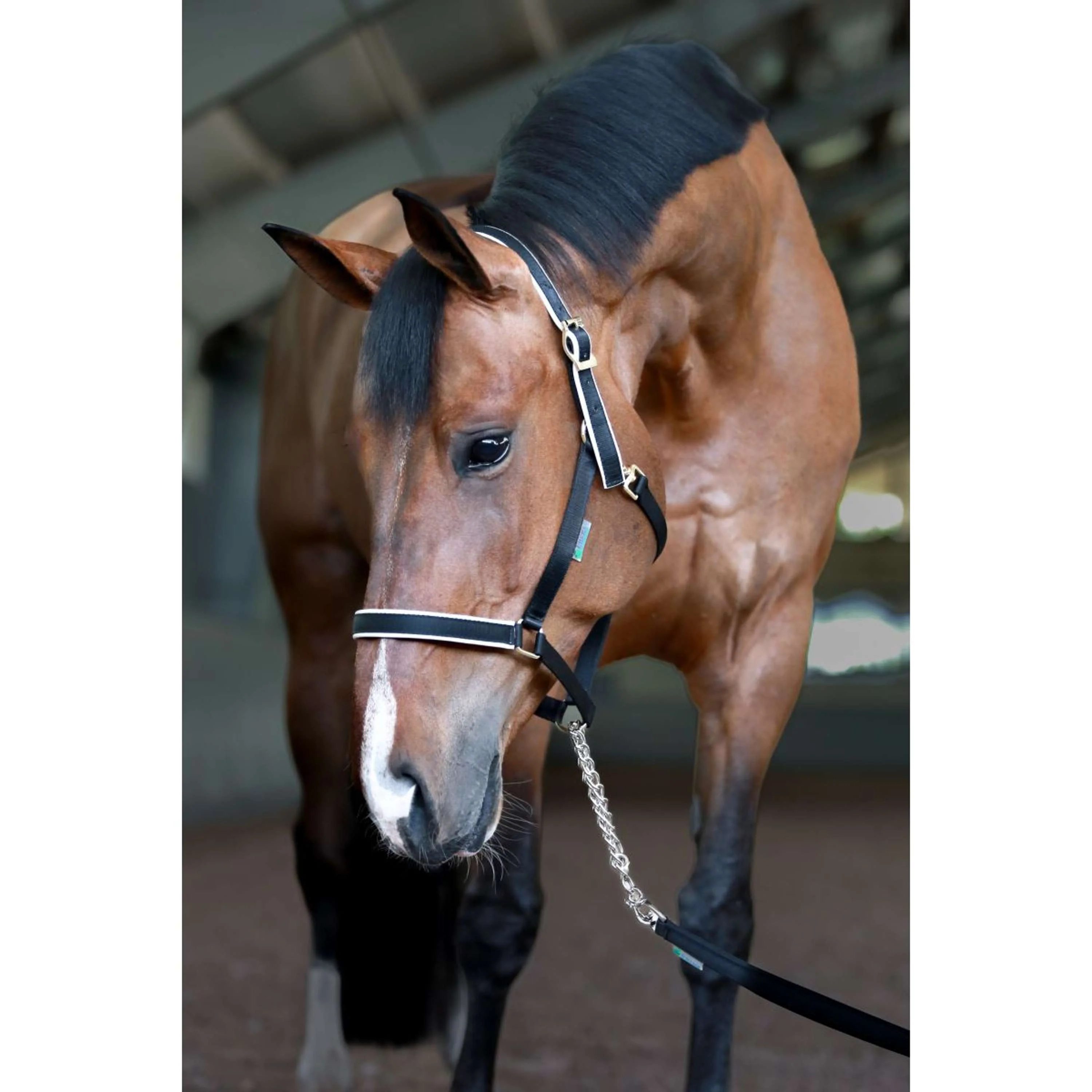 Bucas Stallion Chain Lead Black/Silver - Image 2