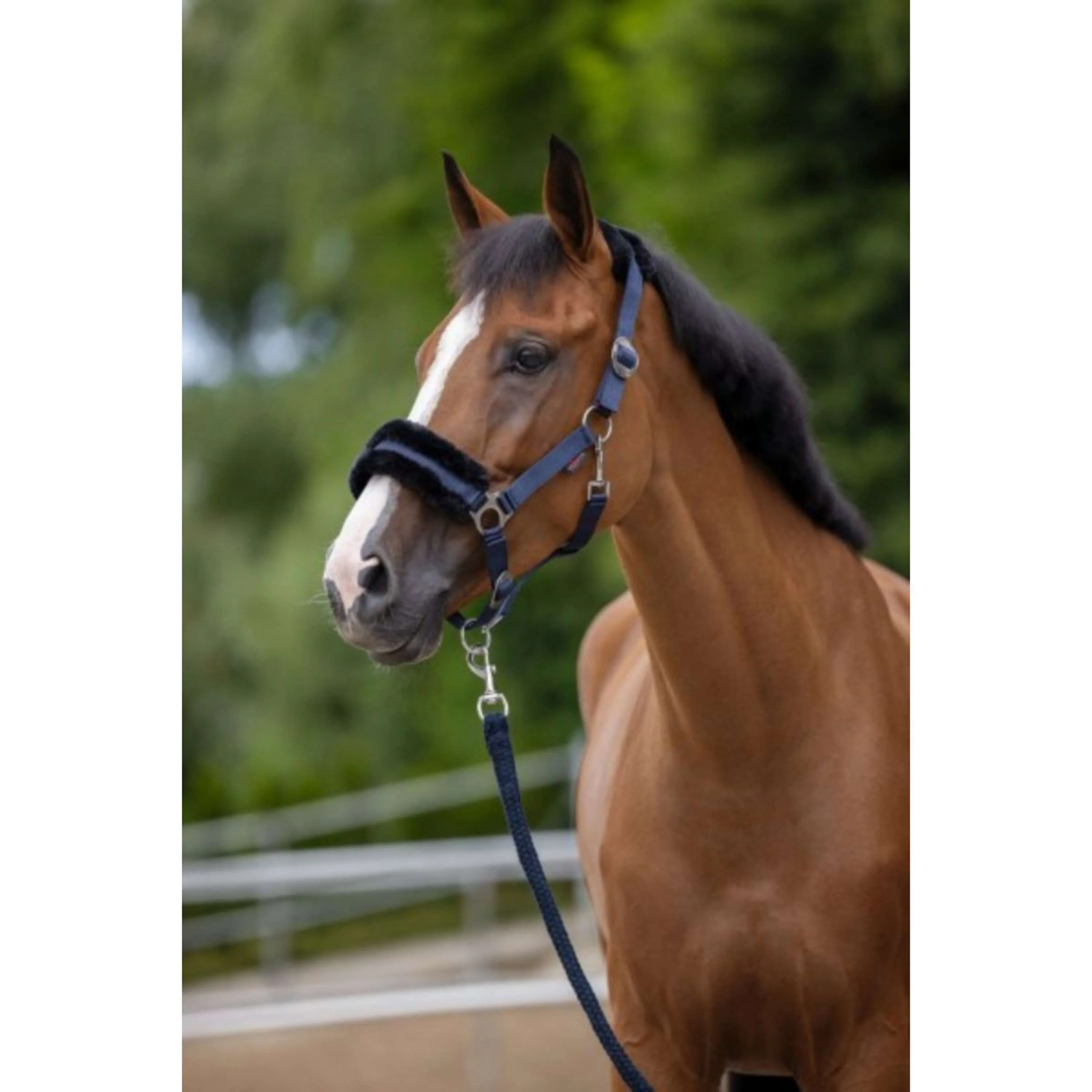 Covalliero Cavezza ClassicSoft Navy - Image 2