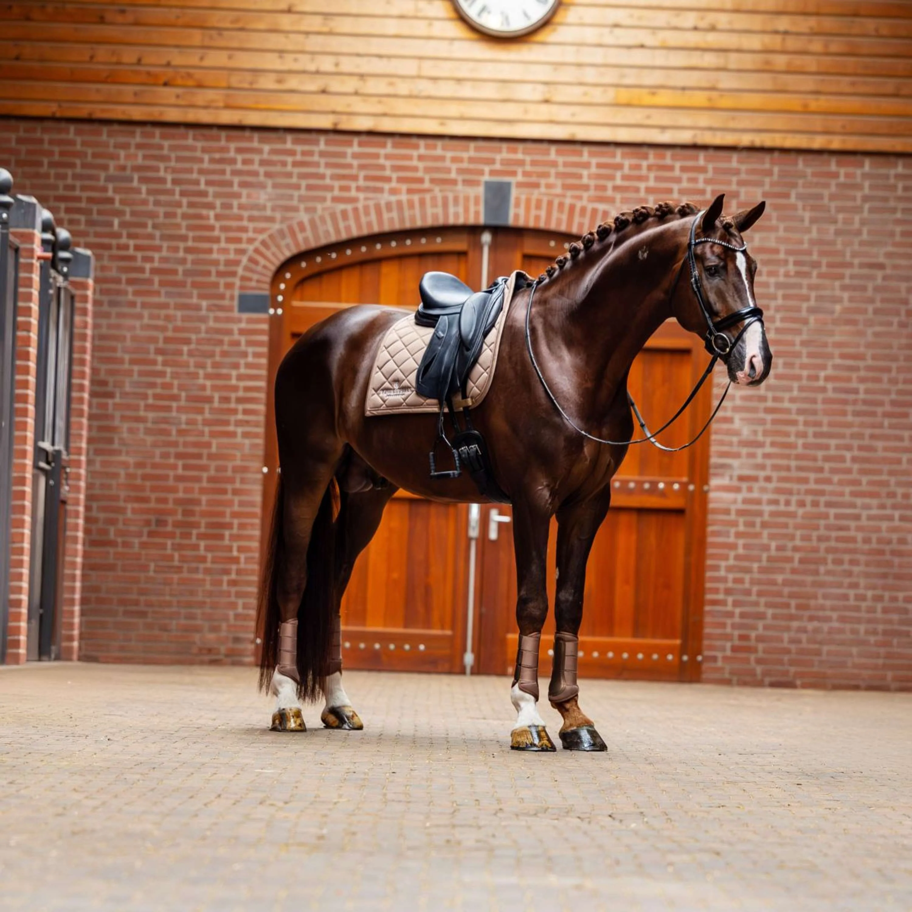 Equestrian Stockholm Sottosella Line Dressage Champagne - Image 3