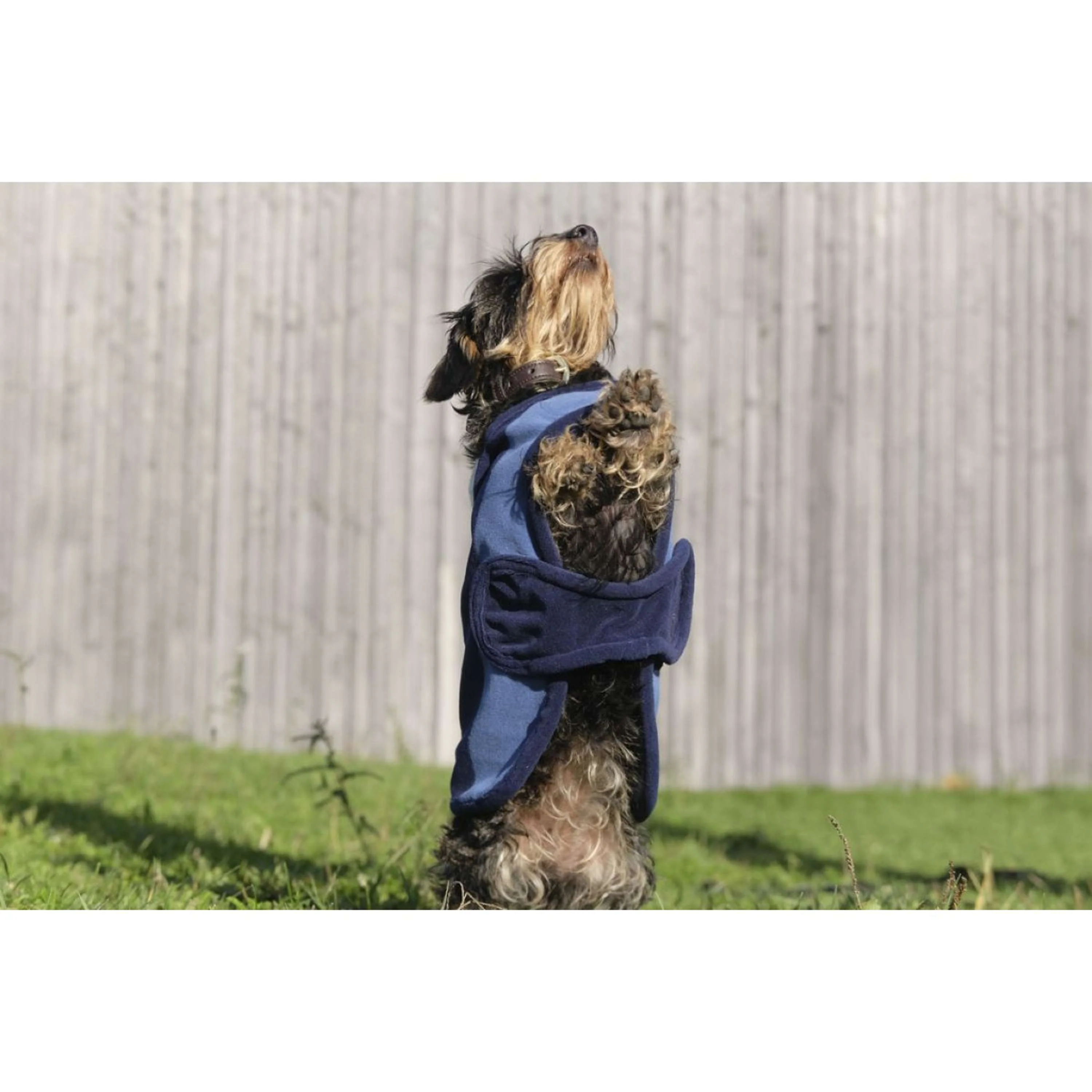 EQUITHÈME Coperta per Cani New Market Navy - Image 5