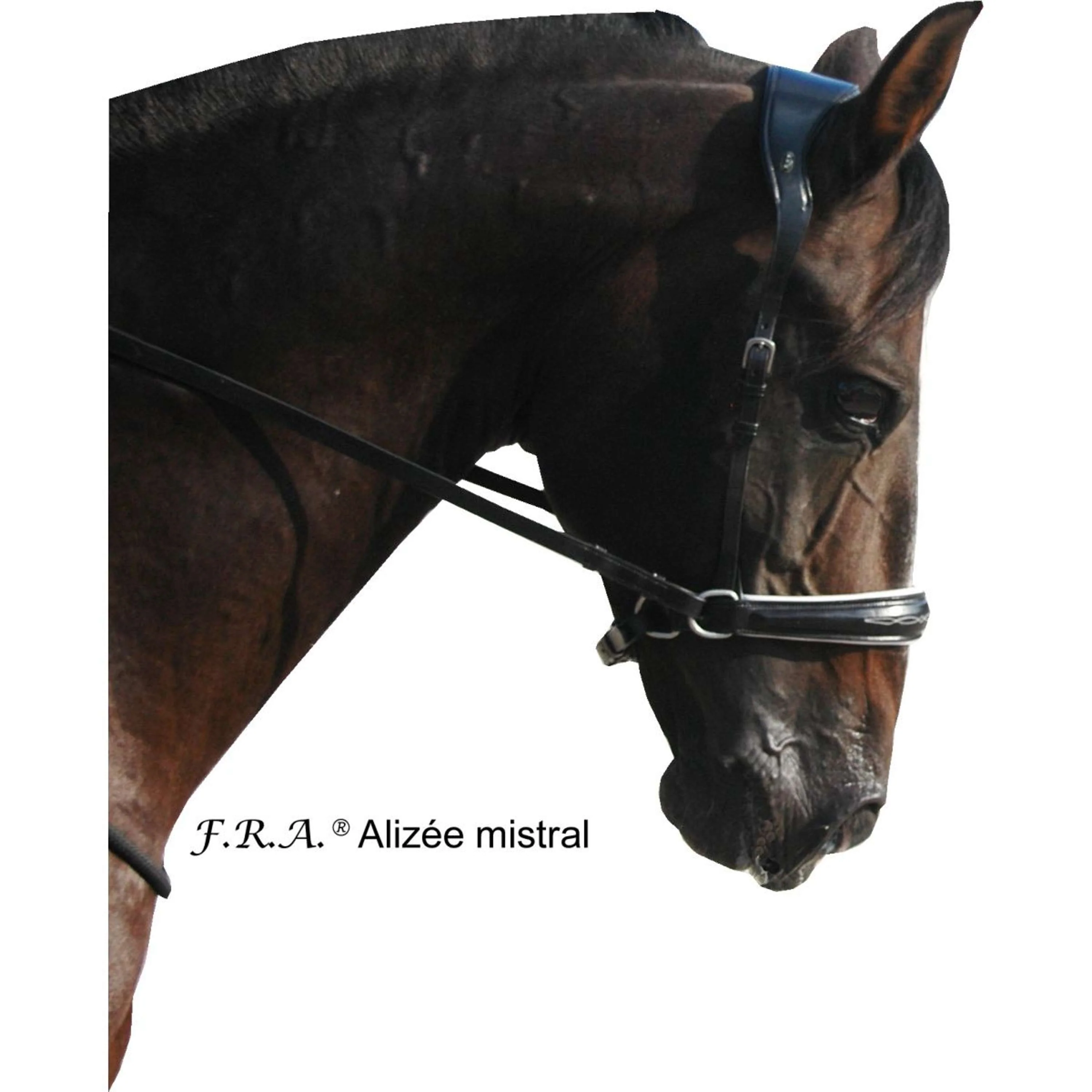 F.R.A. Briglia senza Morso Alizée Mistral Side Pull Nero/Bianco