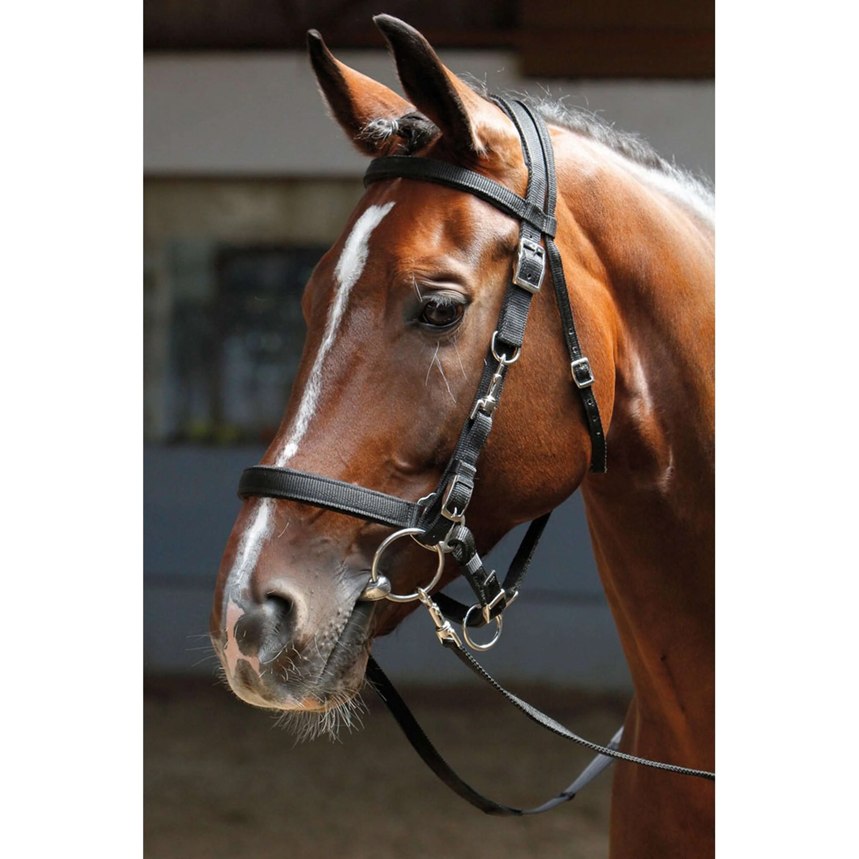 Harry's Horse Briglia/Capezzone Nero - Image 2
