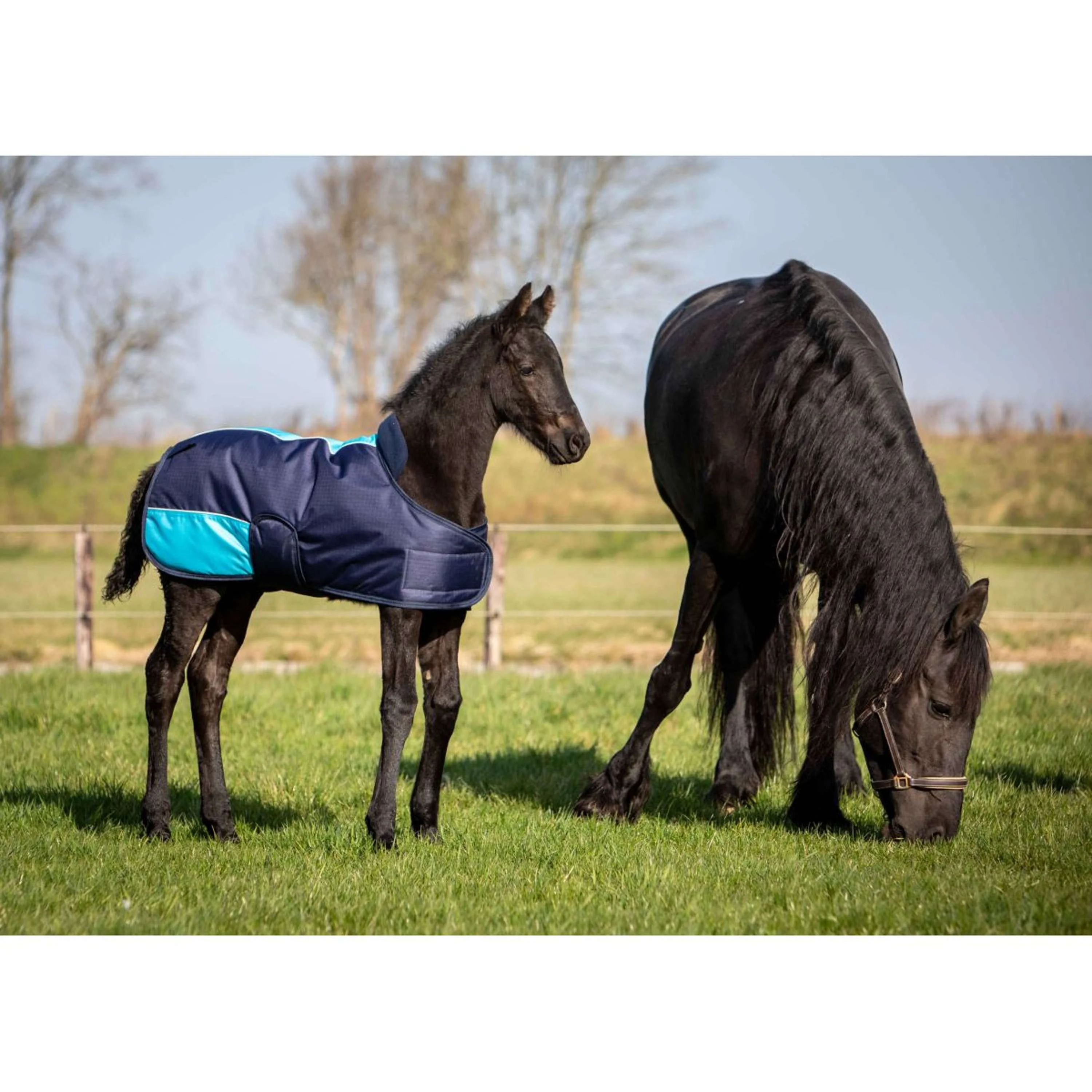 Harry's Horse Coperta per Puledro TwoTone Navy - Image 4