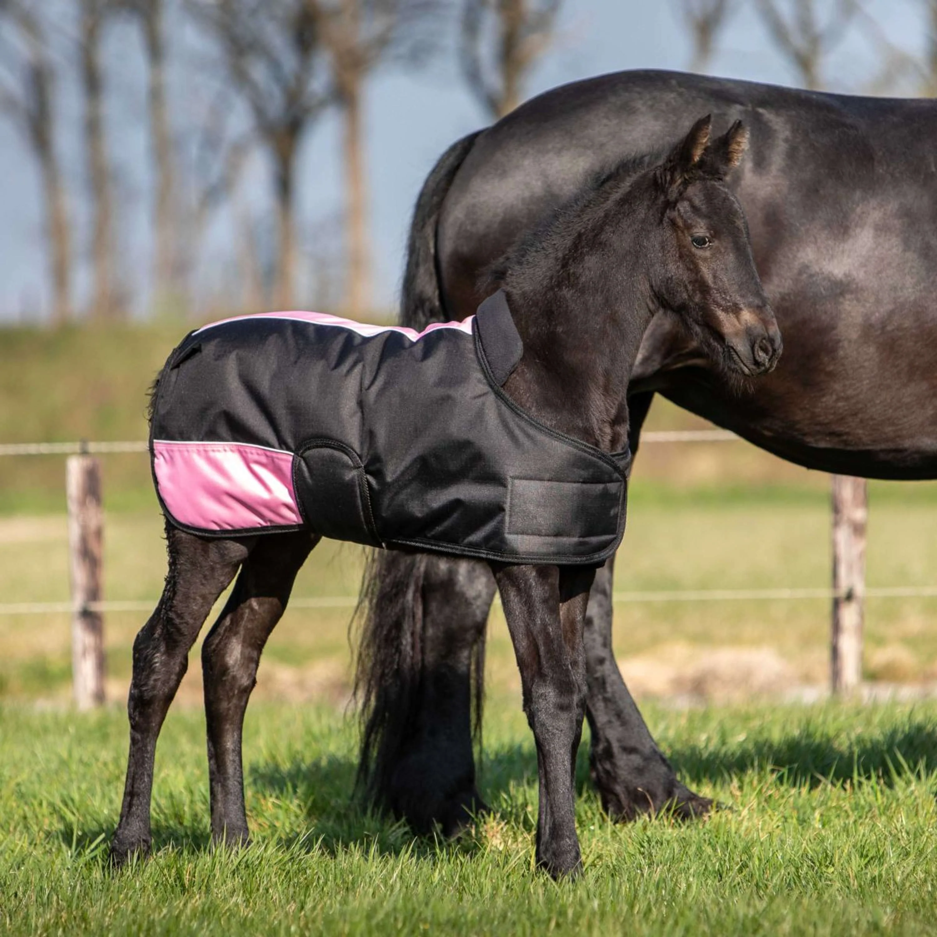 Harry's Horse Coperta per Puledro TwoTone Nero