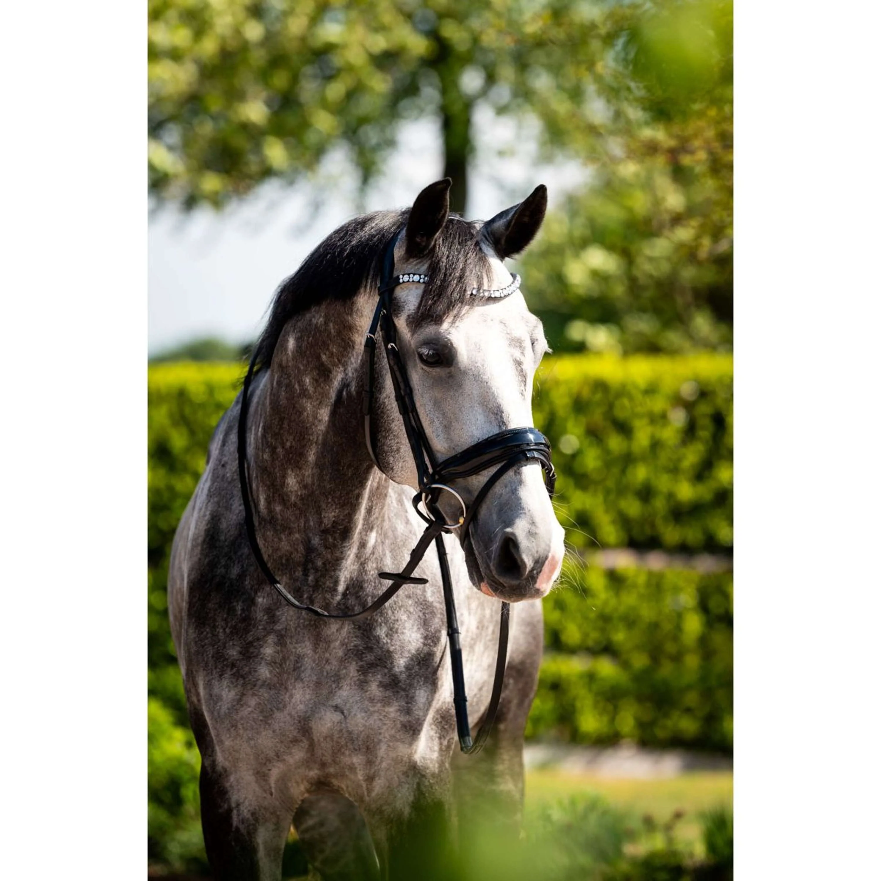 HB Ruitersport Briglia Showtime Ultimate Dream Nero - Image 4