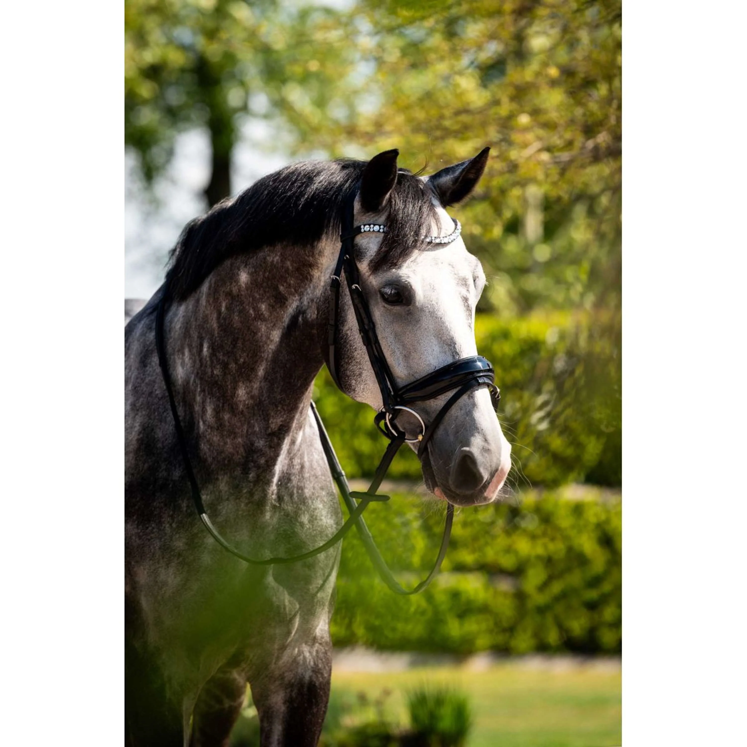 HB Ruitersport Briglia Showtime Ultimate Dream Nero - Image 5