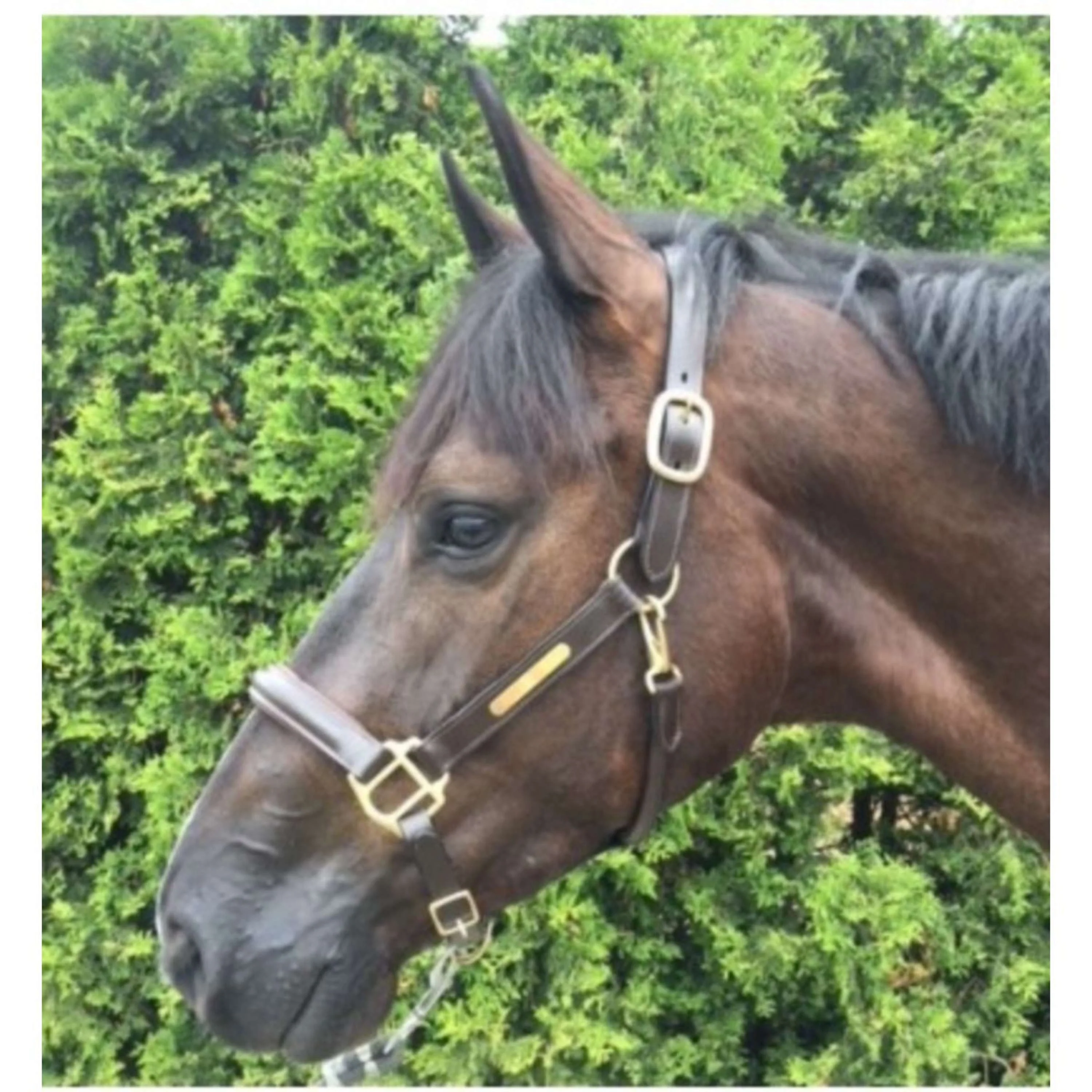 HB Cavezza Horse Name Pelle Marrone - Image 2