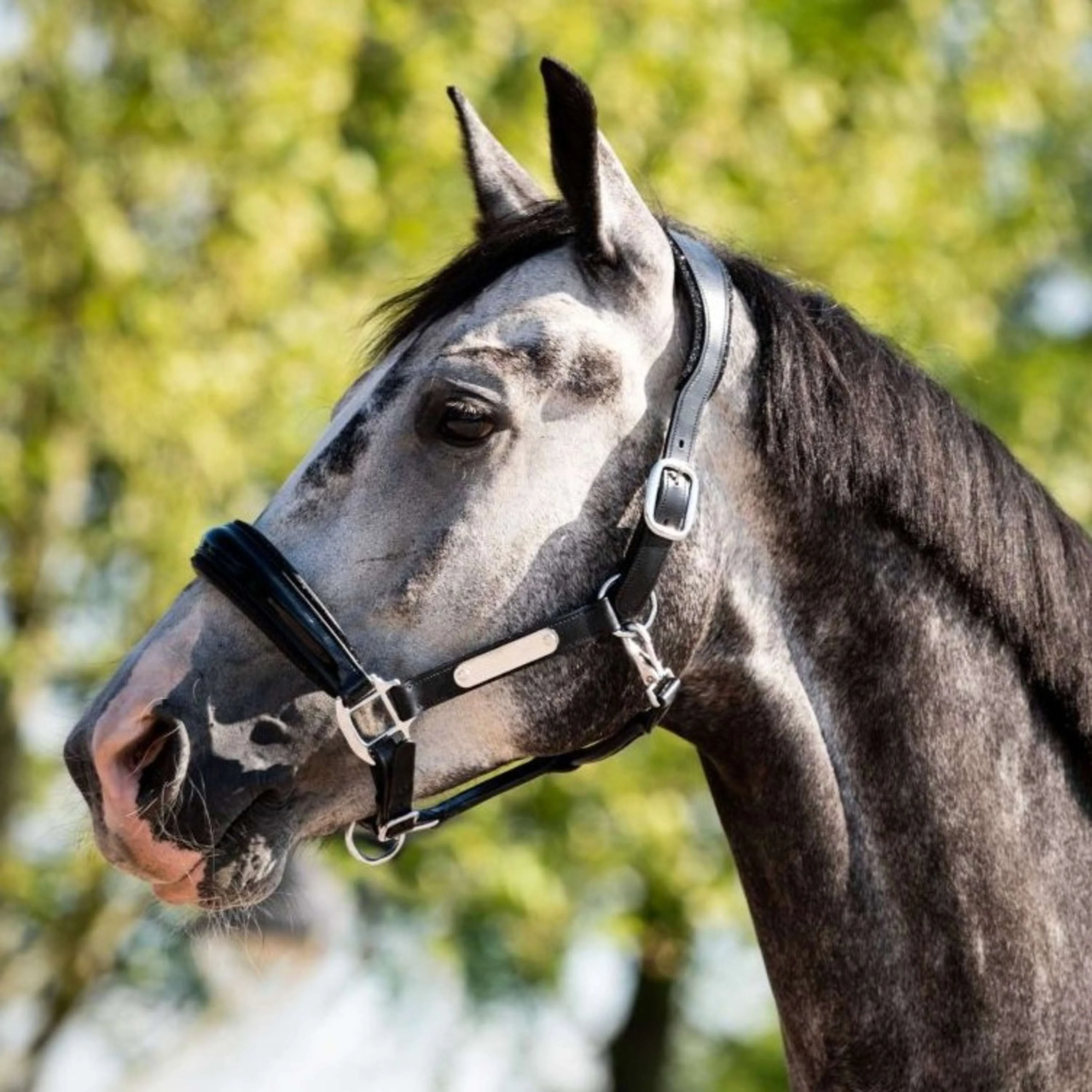 HB Ruitersport Cavezza Showtime Grand Slam Nero - Image 2