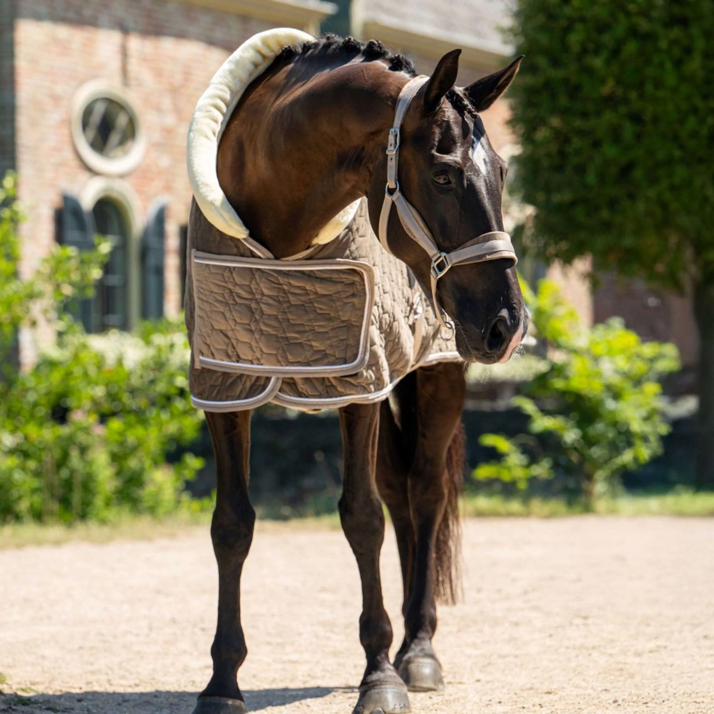 HB Ruitersport Coperta da esposizione Special Peach Taupe - Image 5