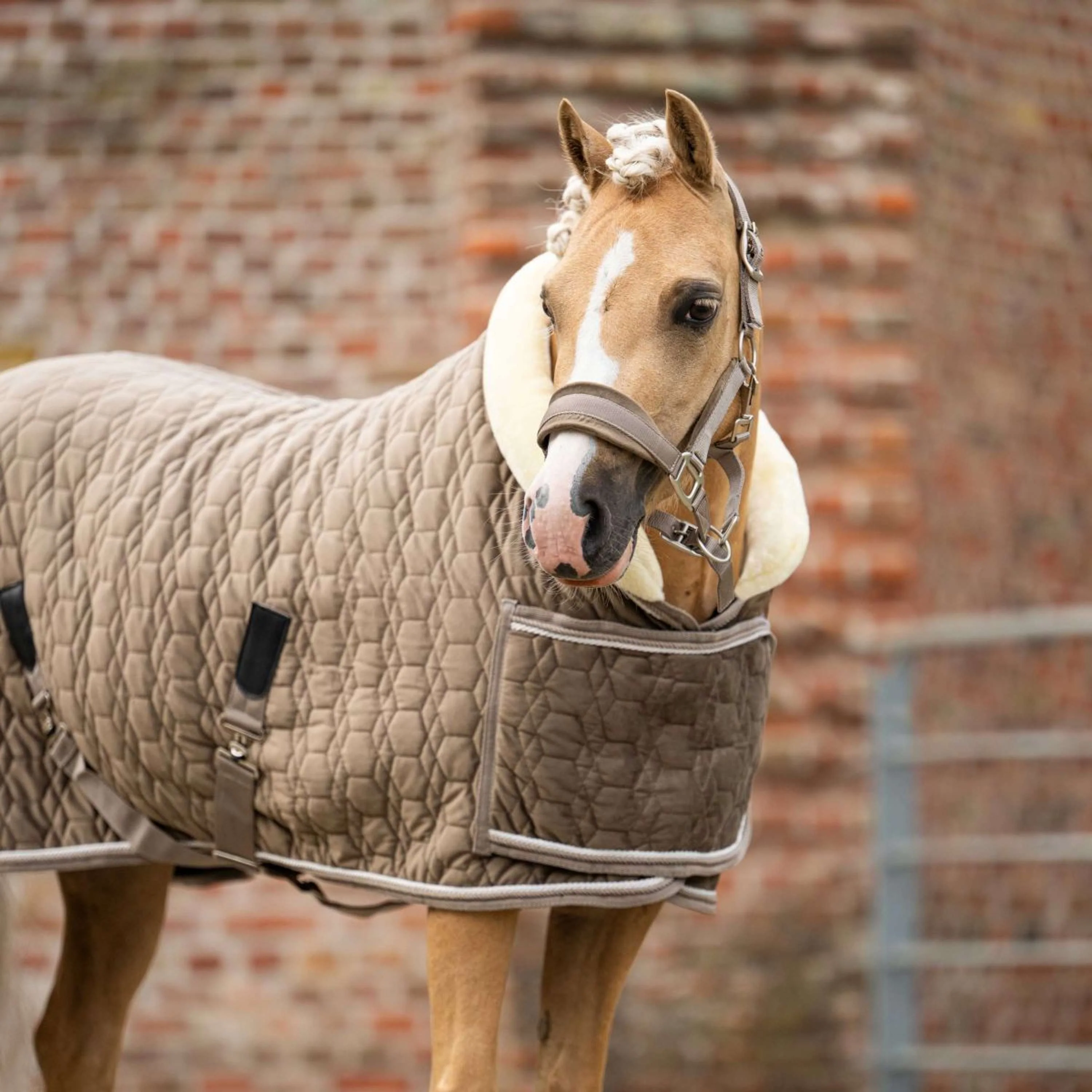 HB Ruitersport Coperta da esposizione Special Peach Taupe - Image 9