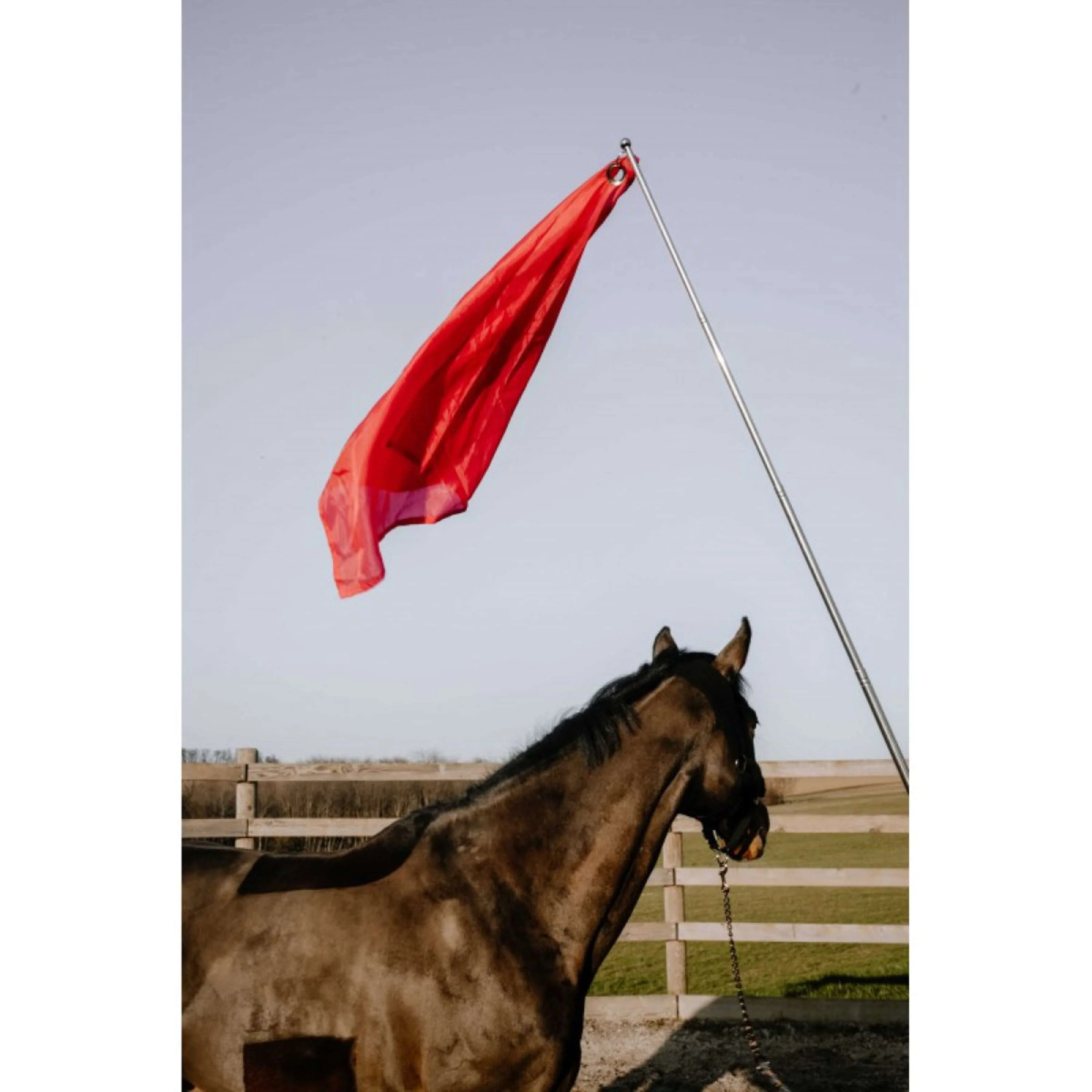 Hippotonic Bastone da allenamento Ethologisch con bandiera Rosso - Image 3