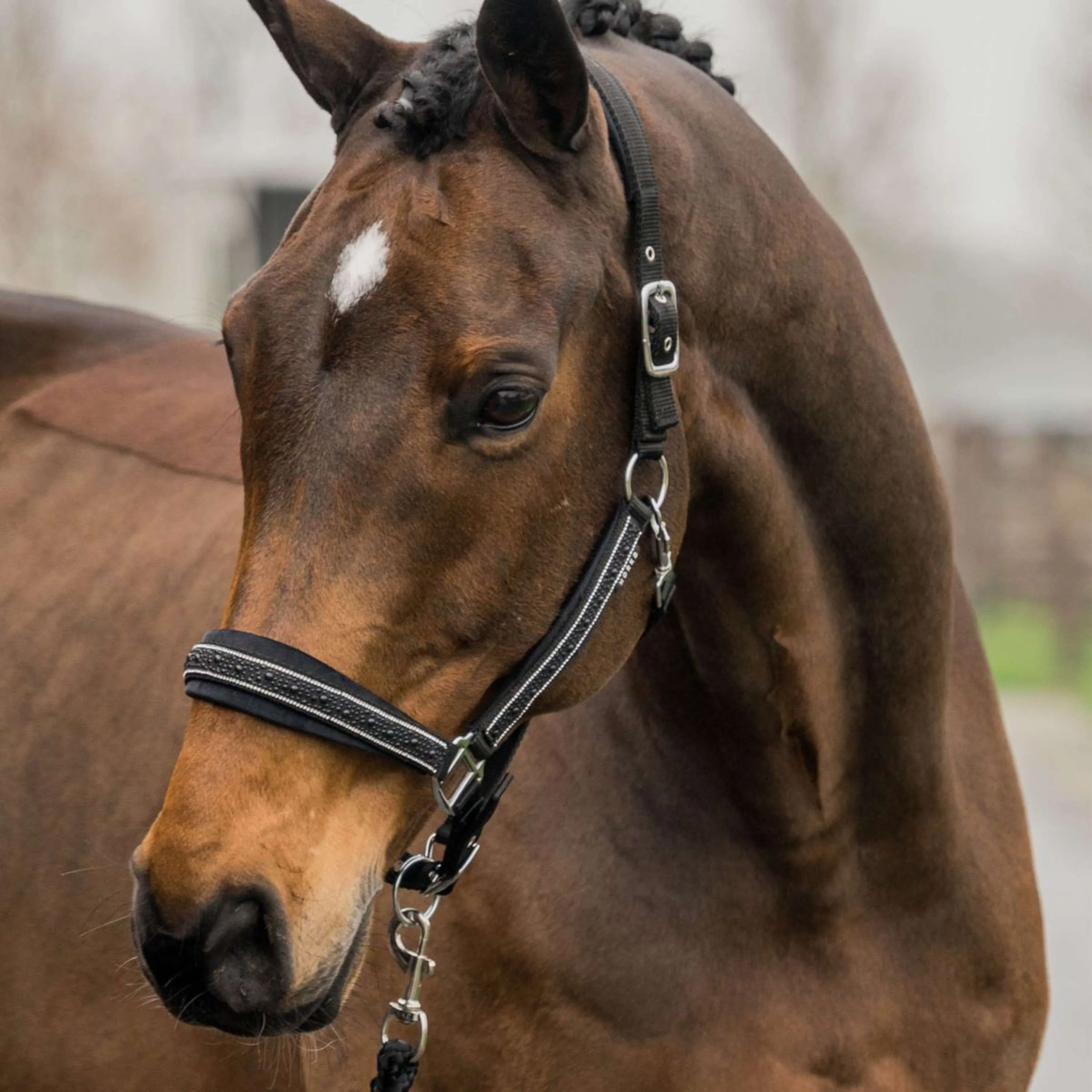 HORKA Set Cavezza Equestrian Pro Crystals & Pearls Nero - Image 2