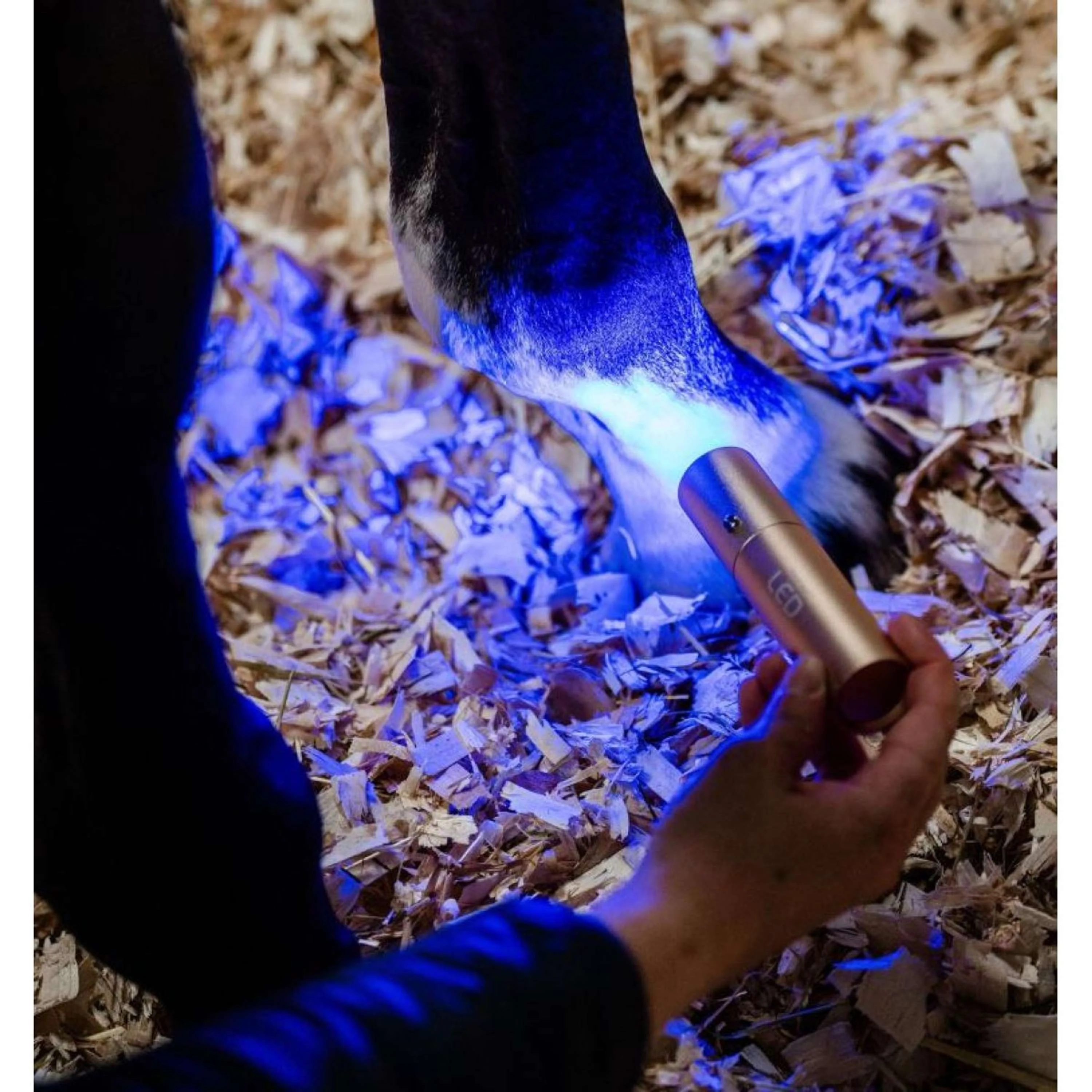 Horseware GUIDATO Red Light Therapy Bacchetta Nero - Image 5