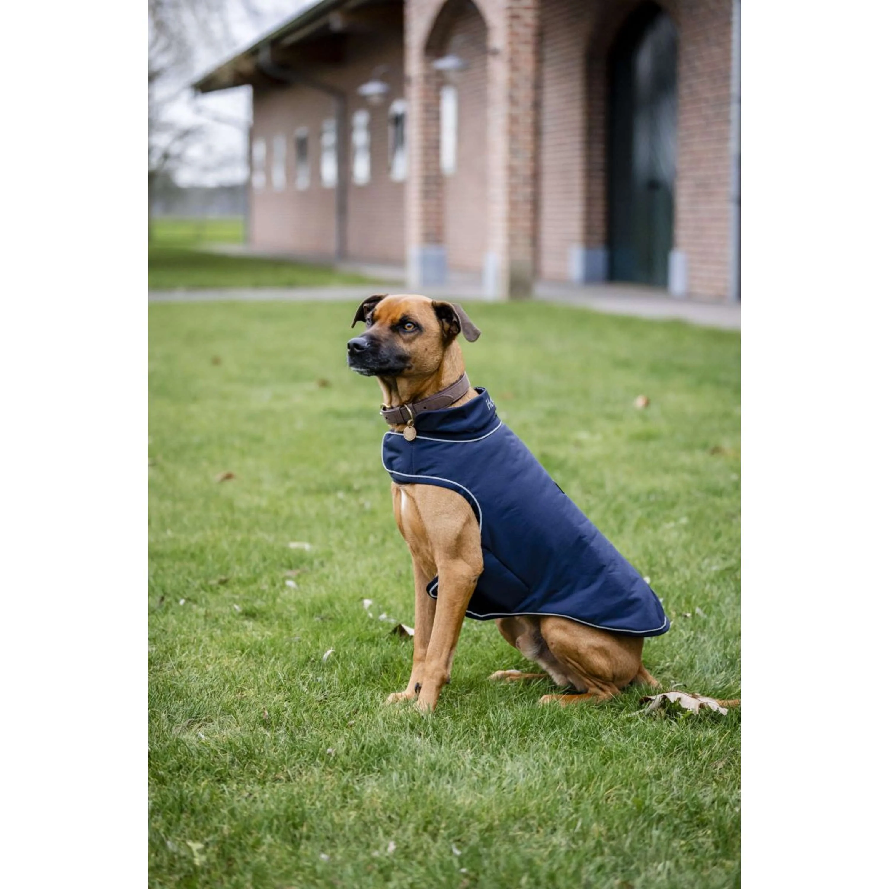 Horseware Impermeabile per Cani Signature 100g Navy - Image 4