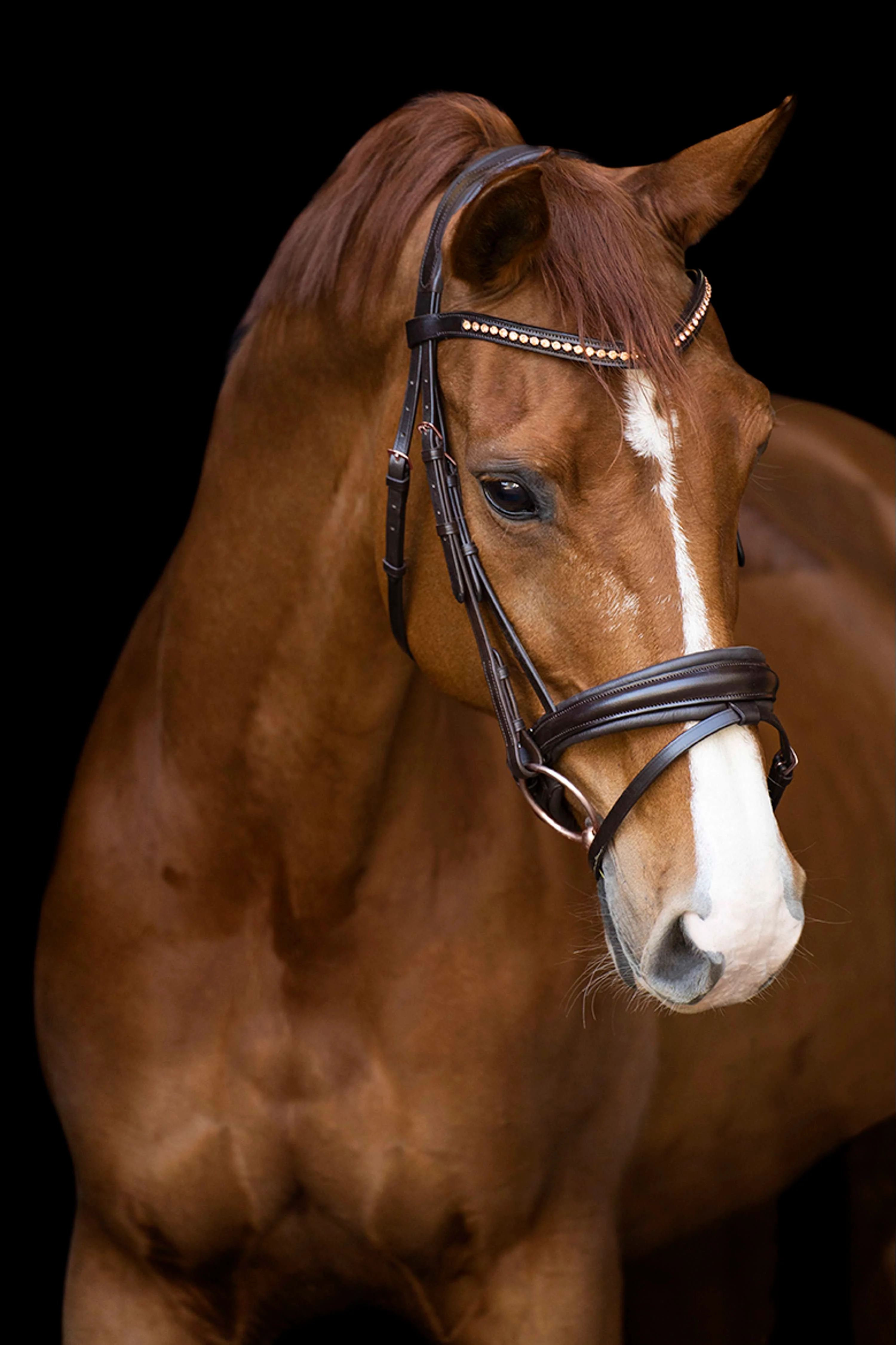 Imperial Riding Briglia IRHFria Trens Marrone - Image 2
