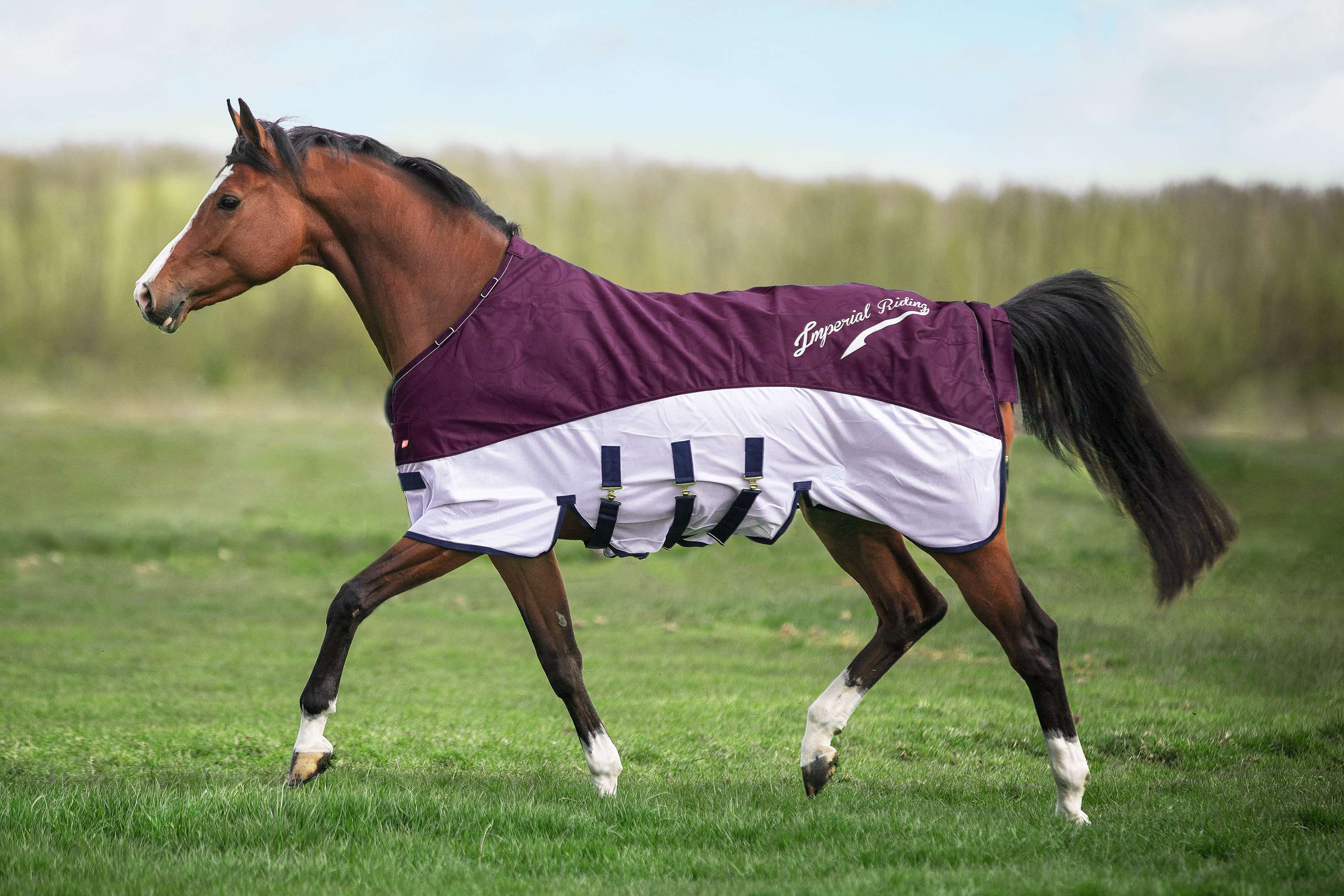 Imperial Riding Mosca e Coperta Antipioggia IRHSuper-Dry Bordeaux - Image 4