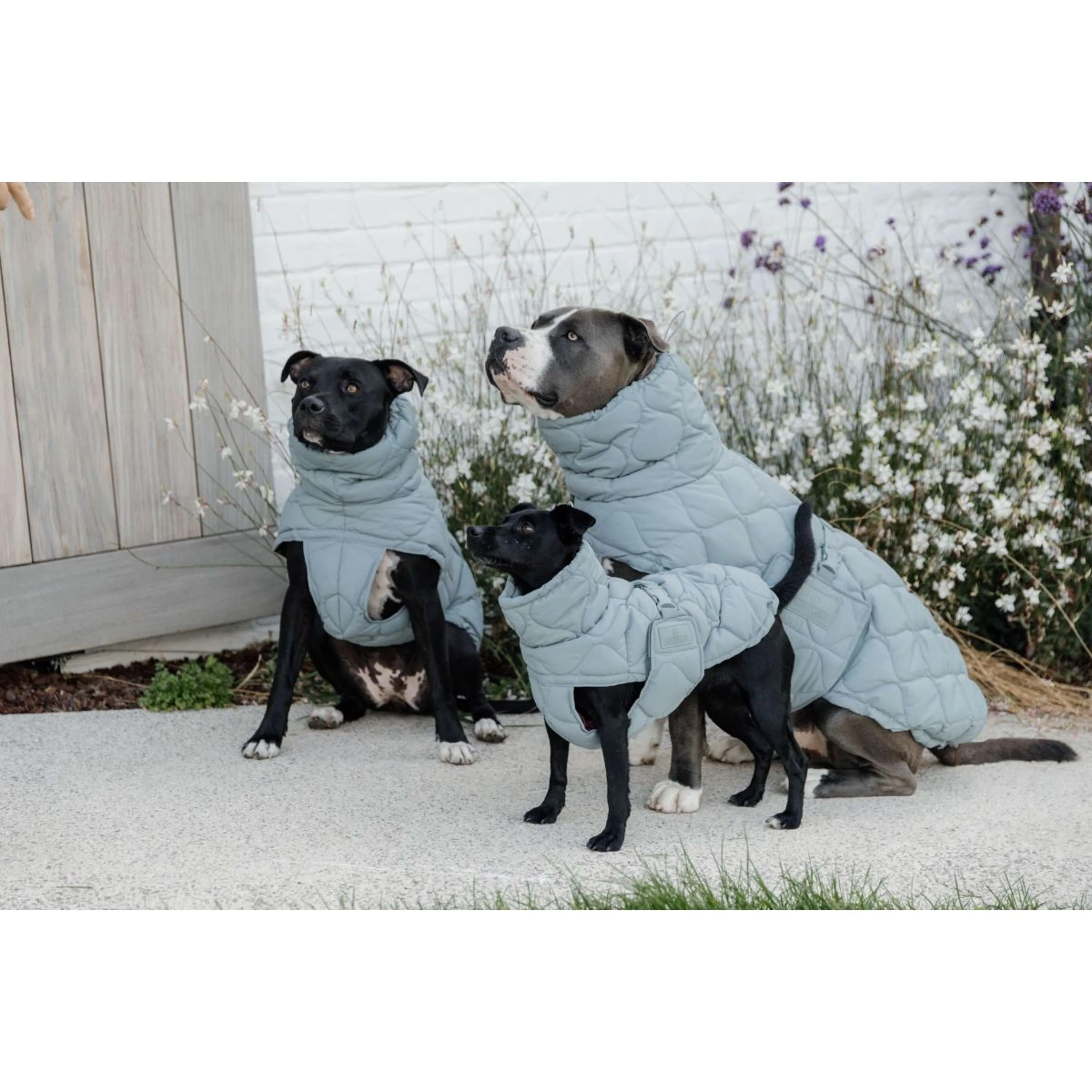 Kentucky Horsewear Coperta per Cani Winter Pina 160g Dusty Blue - Image 3