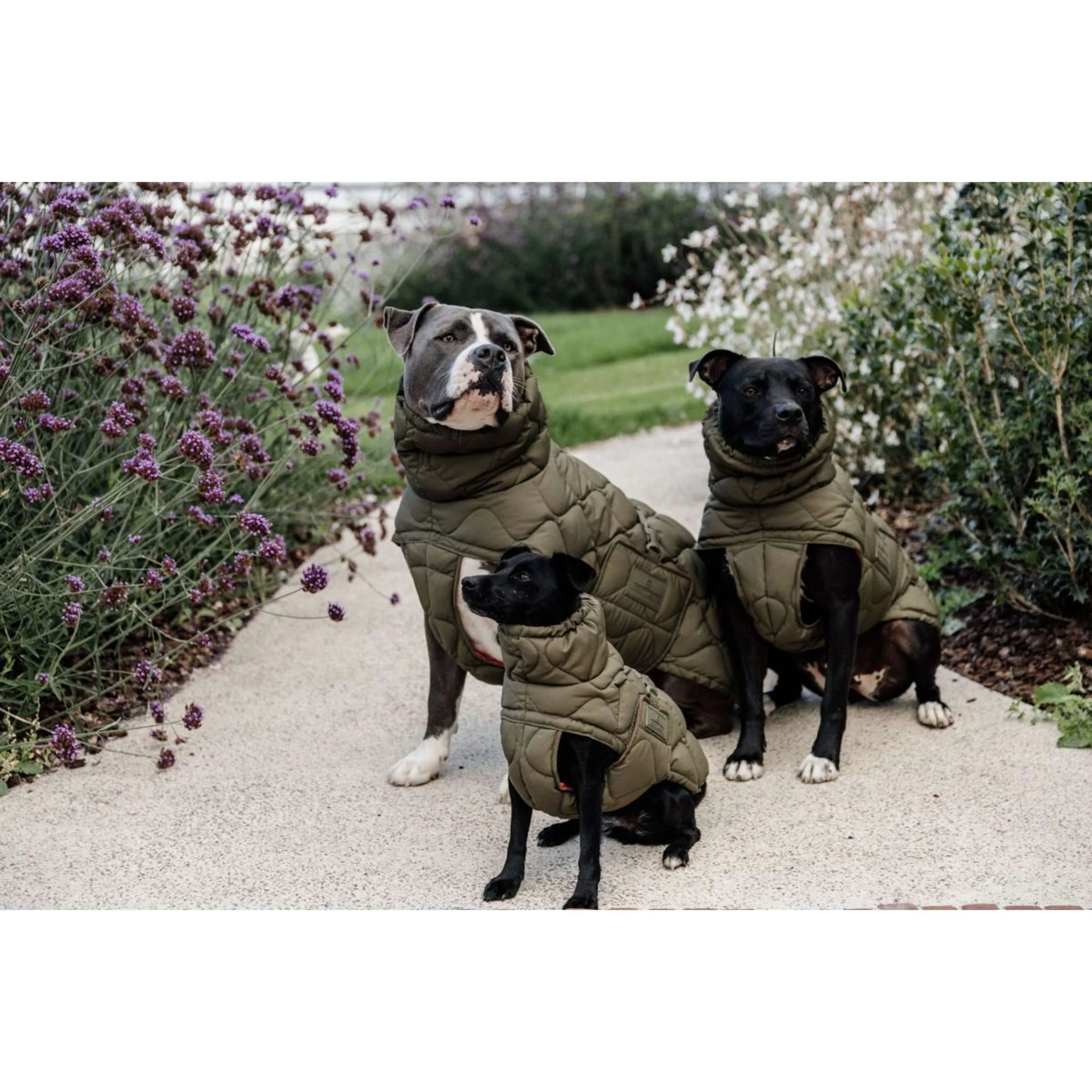 Kentucky Dogwear Coperta per Cani Winter Pina 160 g Pine Green - Image 3