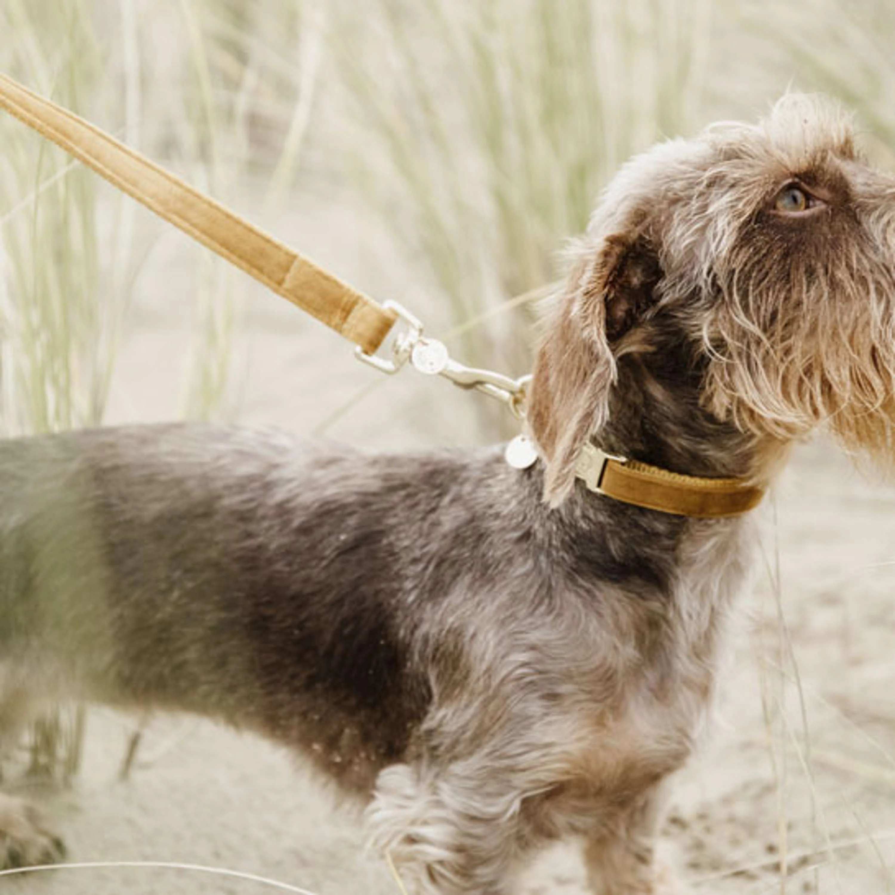 Kentucky Dogwear Guinzaglio per Cane Velvet Senape - Image 2