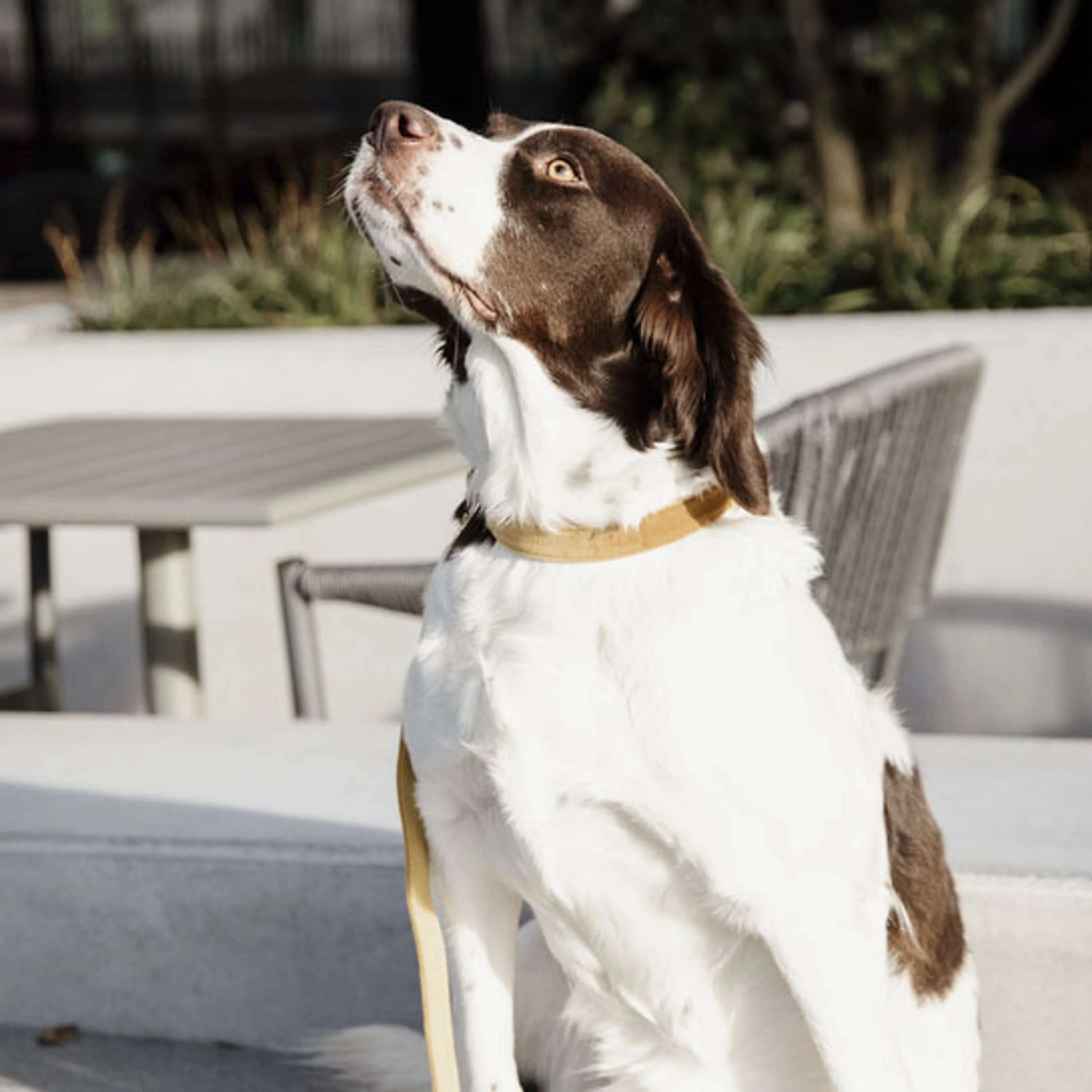 Kentucky Dogwear Guinzaglio per Cane Velvet Senape - Image 3
