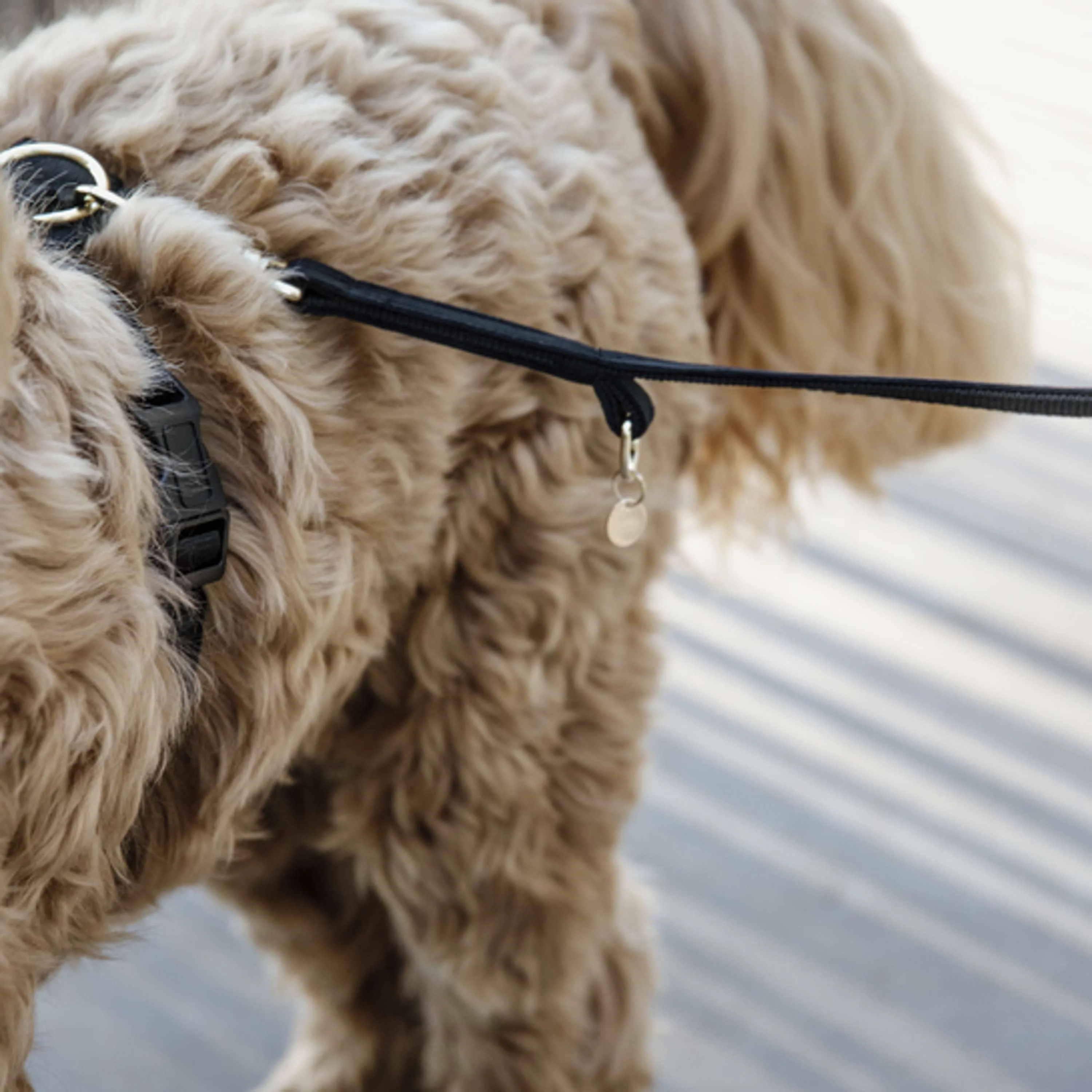 Kentucky Dogwear Guinzaglio per Cane Velvet Nero - Image 2