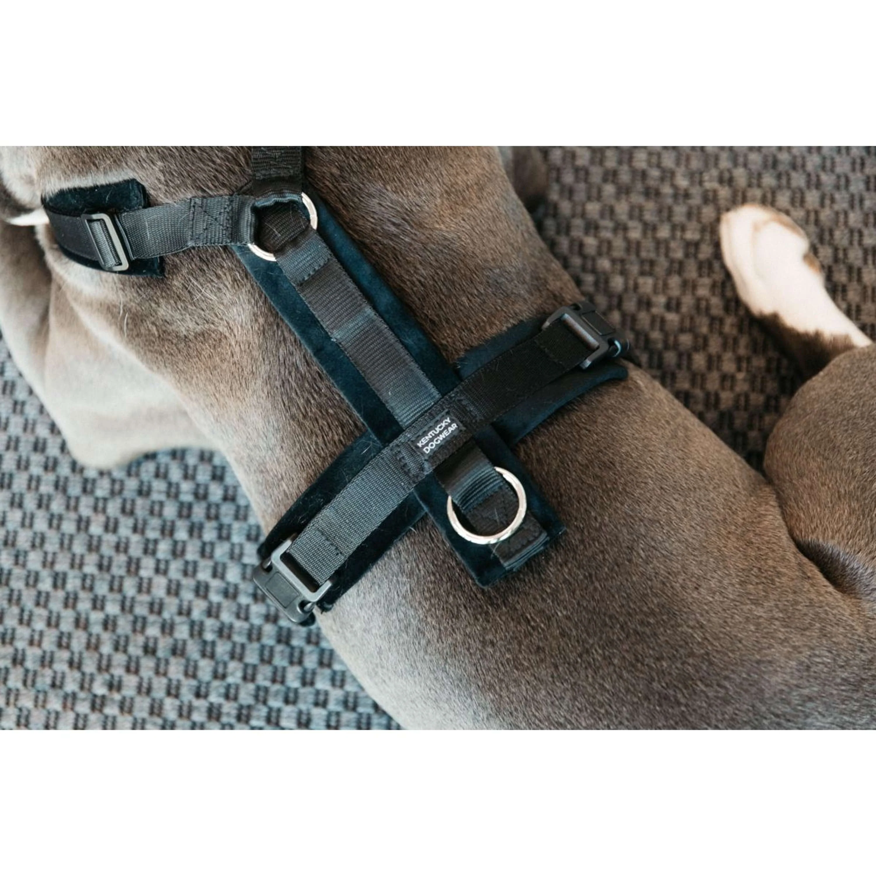 Kentucky Dogwear Imbracatura Active Velvet Nero - Image 2