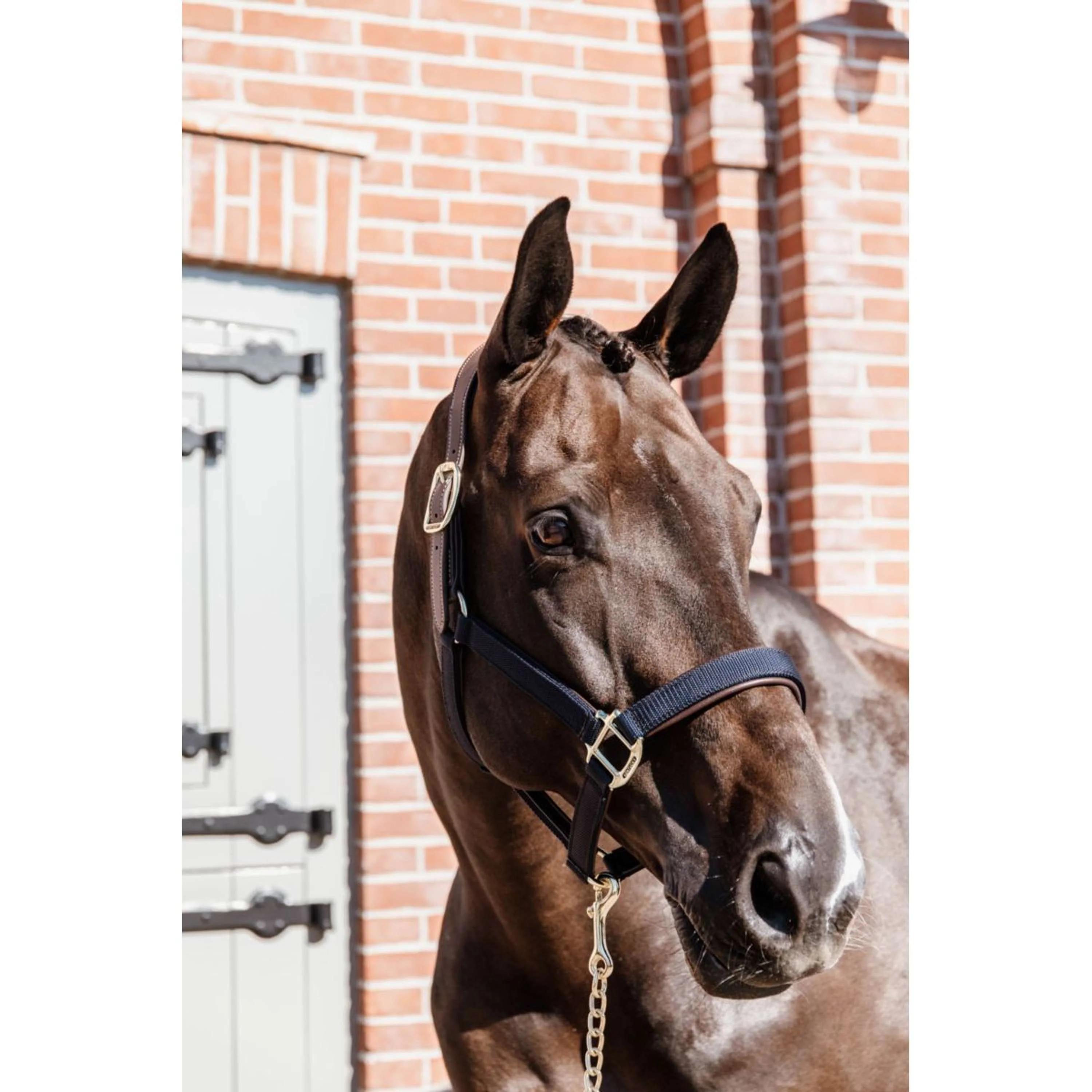 Kentucky Horsewear Cavezza Anatomic Nylon Navy - Image 3
