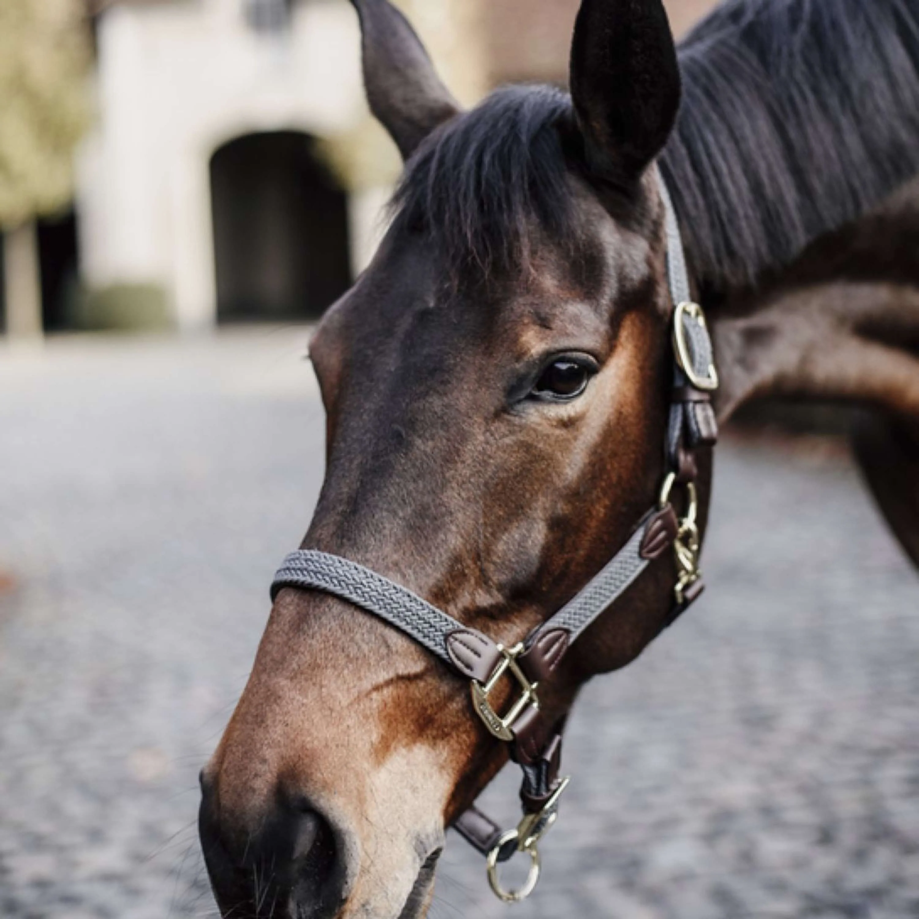 Kentucky Horsewear Cavezza Nylon intrecciatoGrigio - Image 2