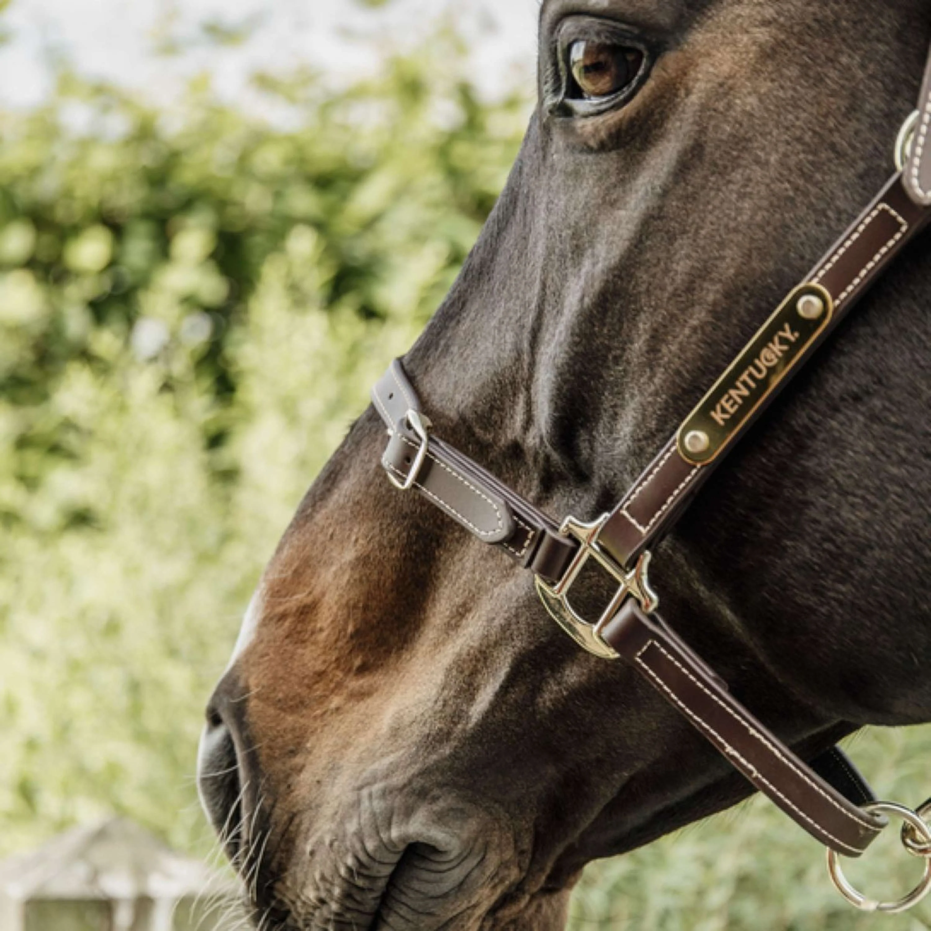 Kentucky Horsewear Cavezza in Cuoio Pelle Flessibile Marrone - Image 4