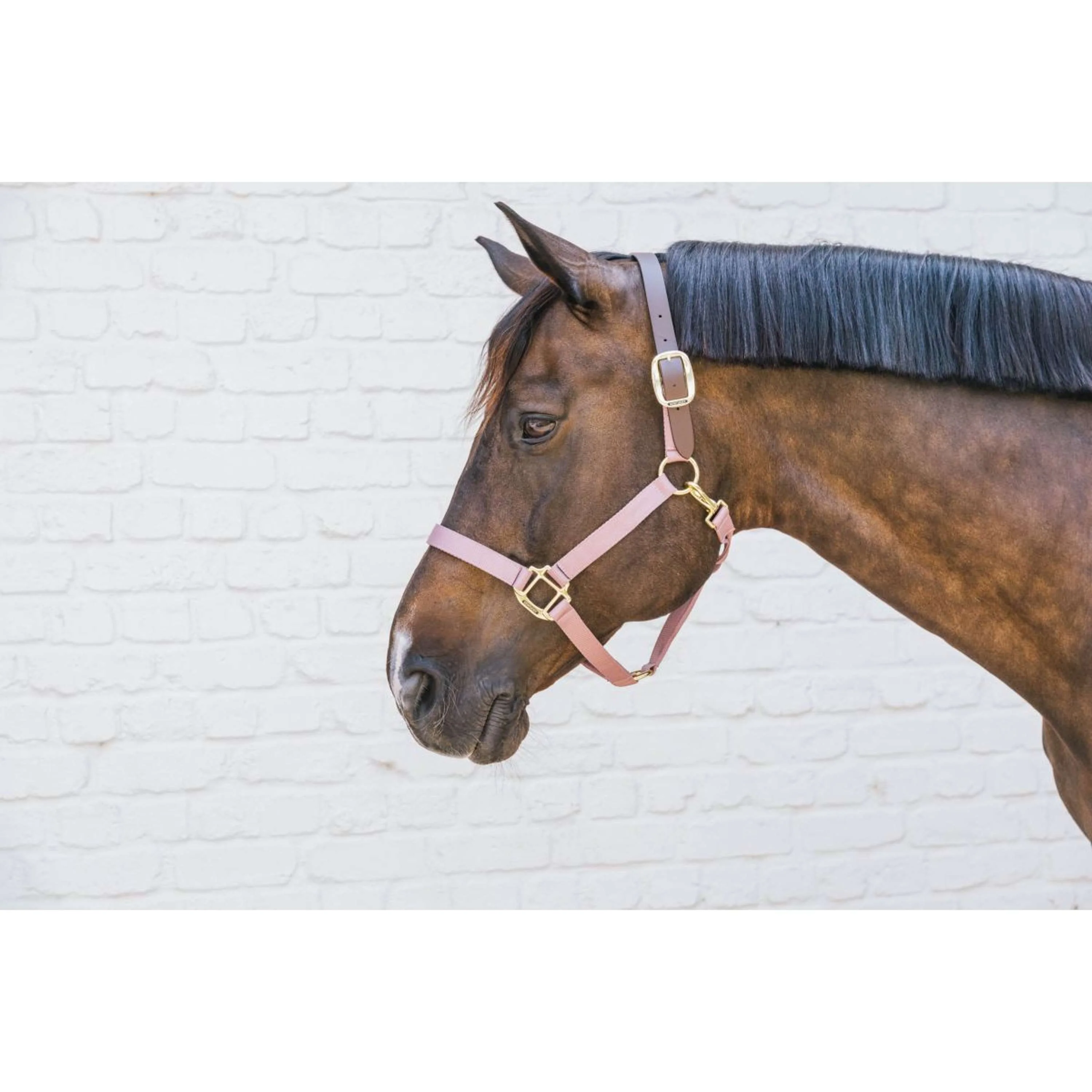 Kentucky Horsewear Cavezza Nylon Breakaway Rosa antico - Image 3