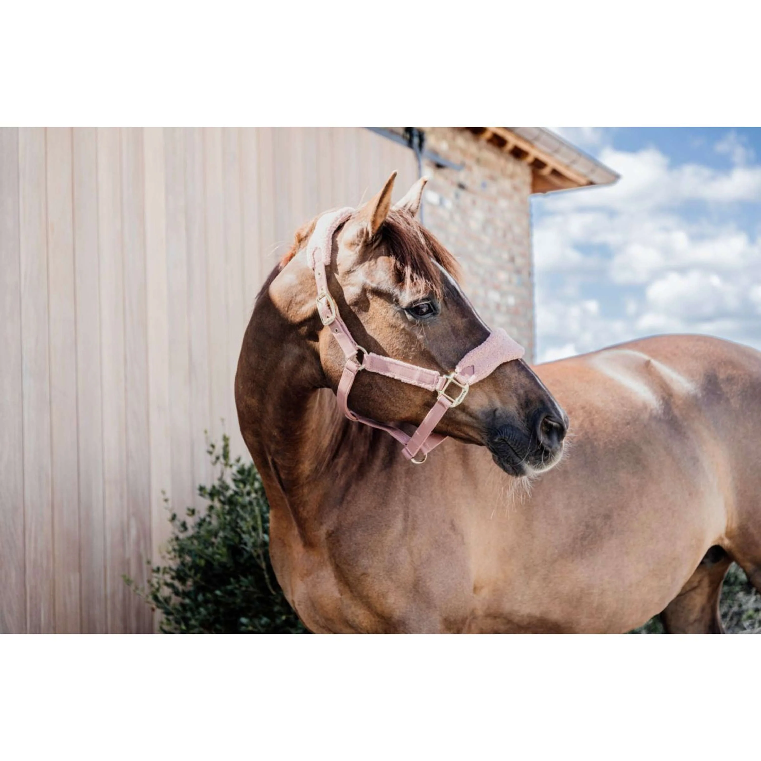 Kentucky Horsewear Cavezza Teddy Fleece Rosa antico - Image 5
