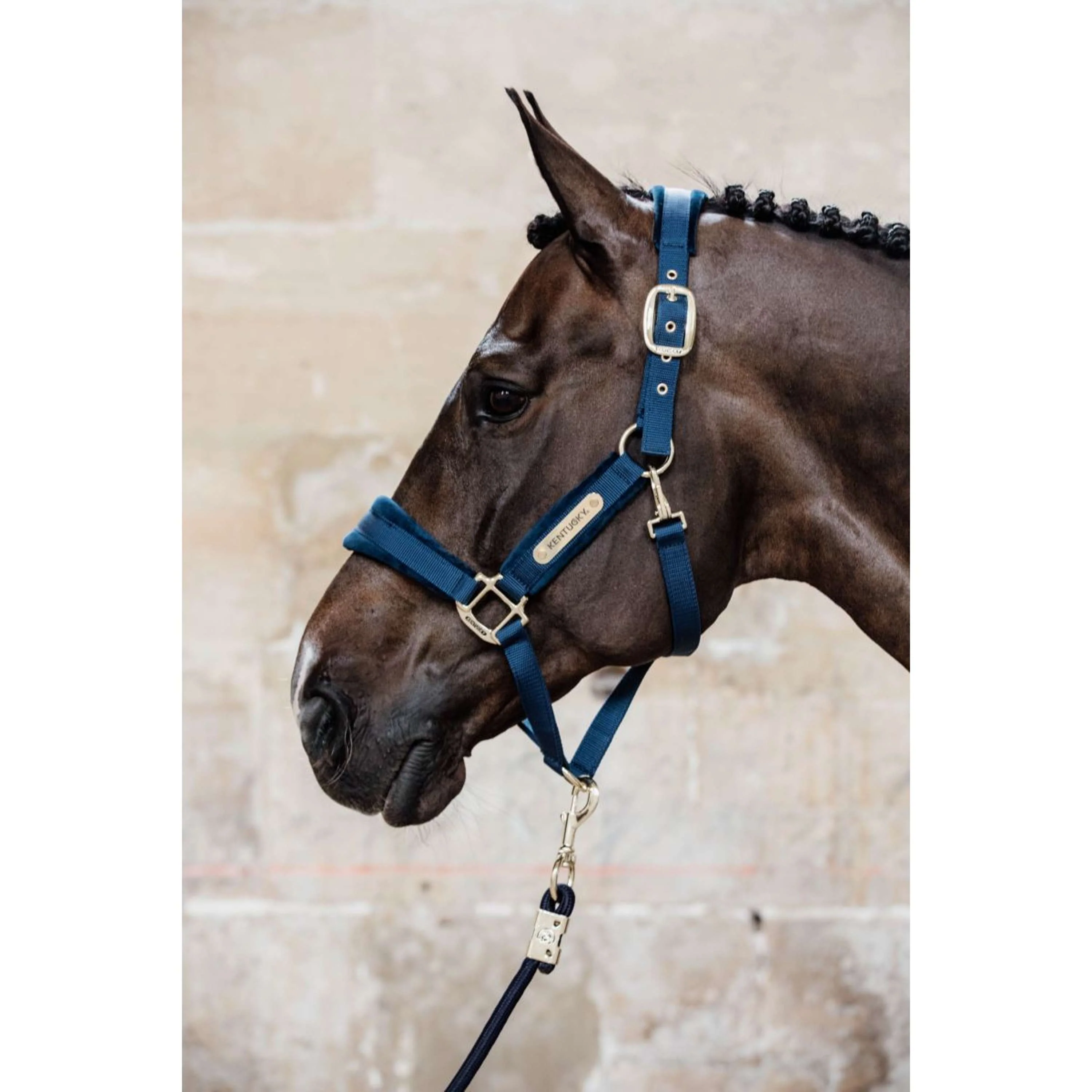 Kentucky Horsewear Cavezza Velvet Navy - Image 2