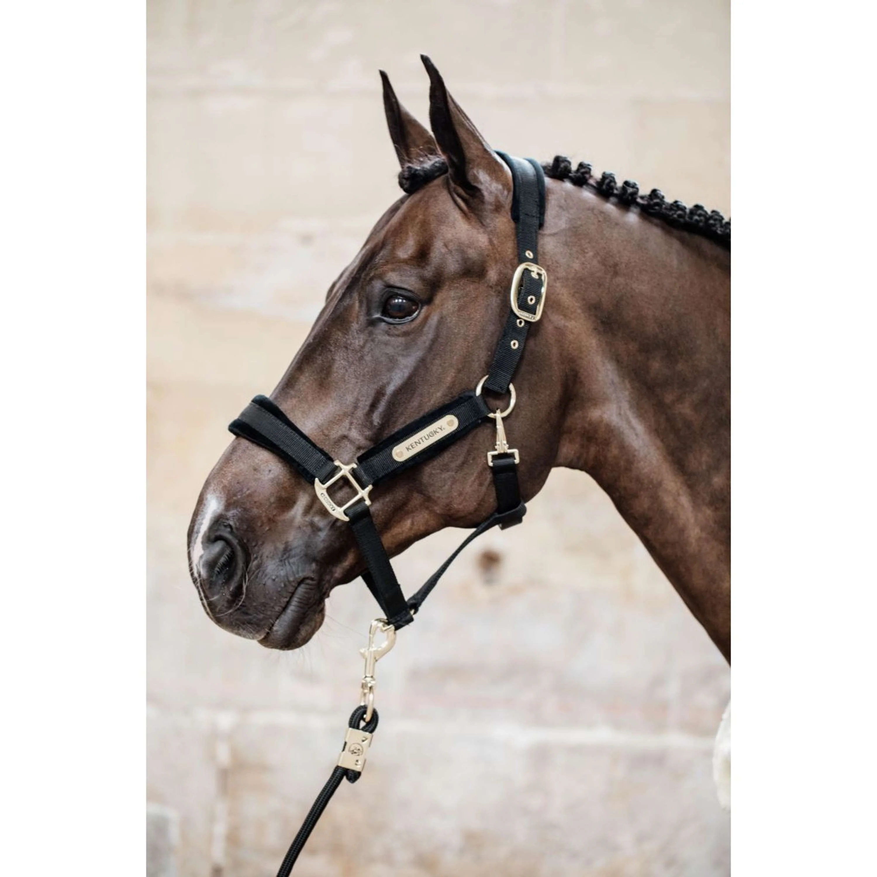 Kentucky Horsewear Cavezza Velvet Nero - Image 2