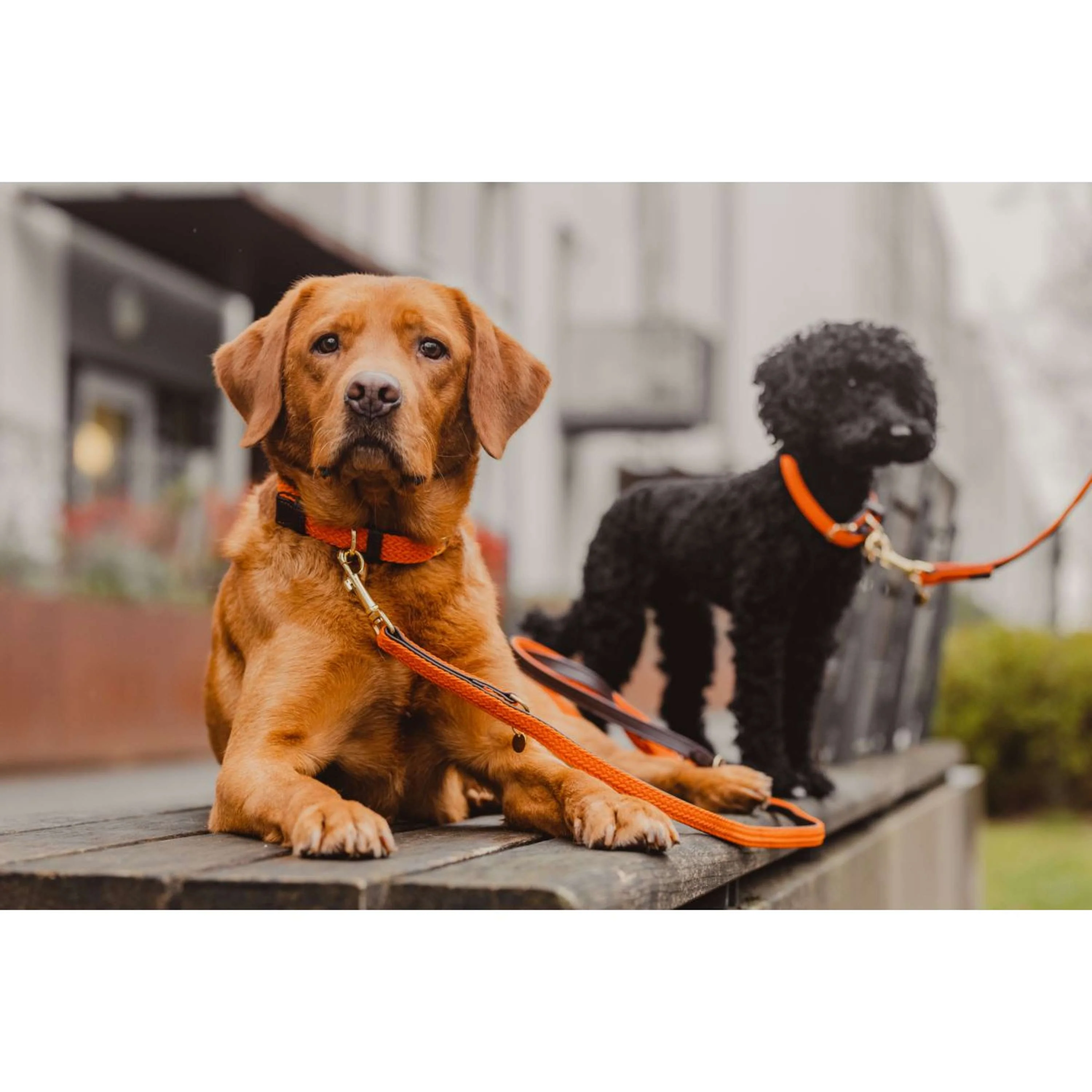 Kentucky Horsewear Halsband Nylon intrecciato per cani Arancia - Image 4