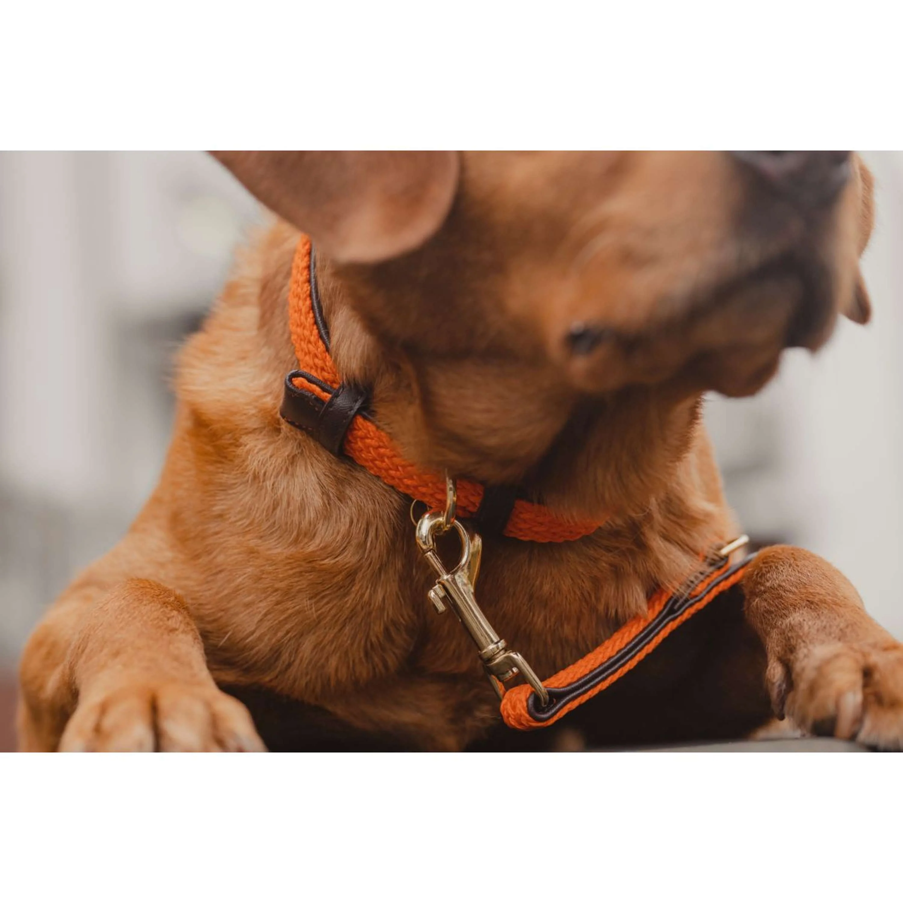 Kentucky Horsewear Halsband Nylon intrecciato per cani Arancia - Image 5