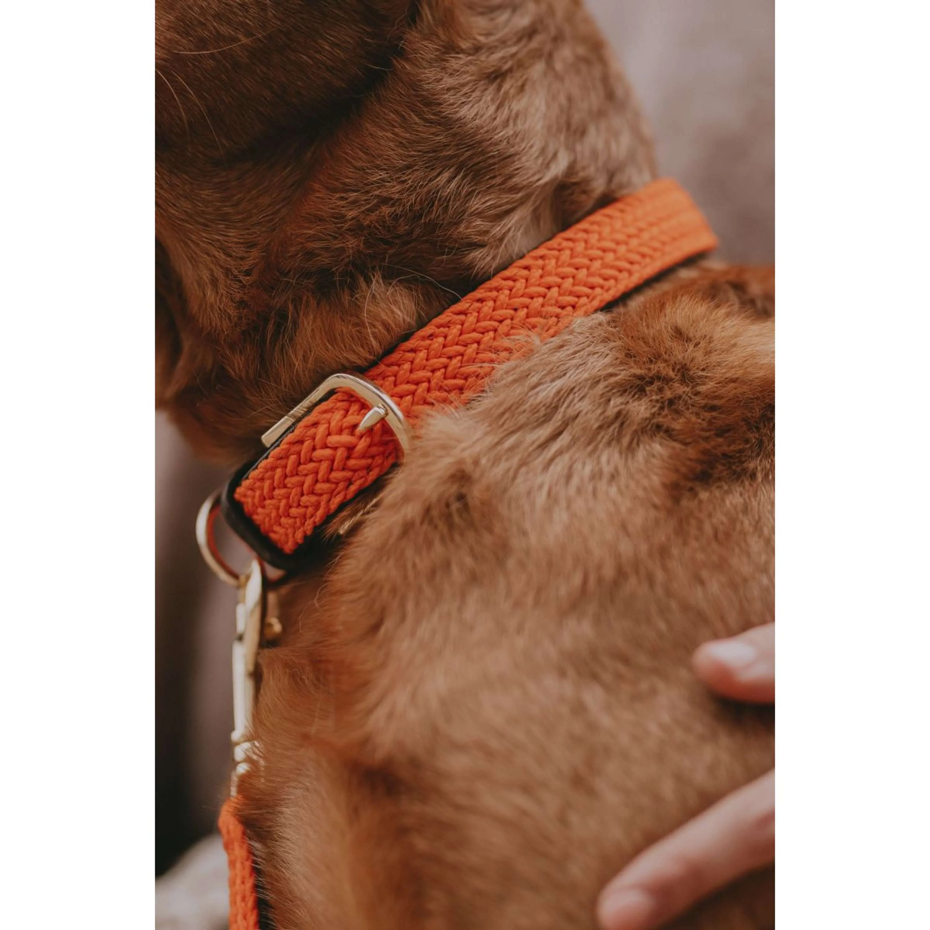 Kentucky Horsewear Halsband Nylon intrecciato per cani Arancia - Image 6