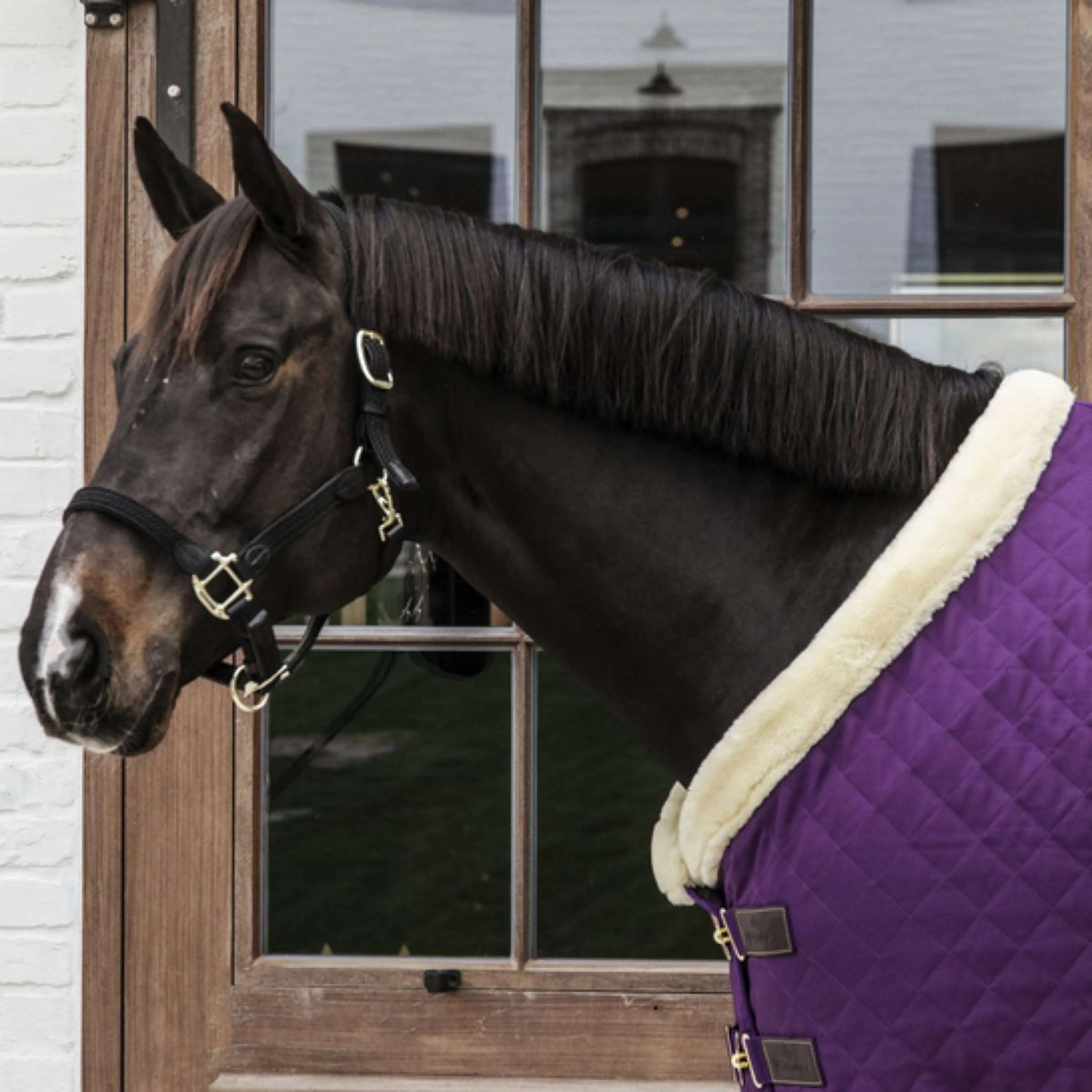 Kentucky Horsewear Coperta da esposizione Royal Viola - Image 3