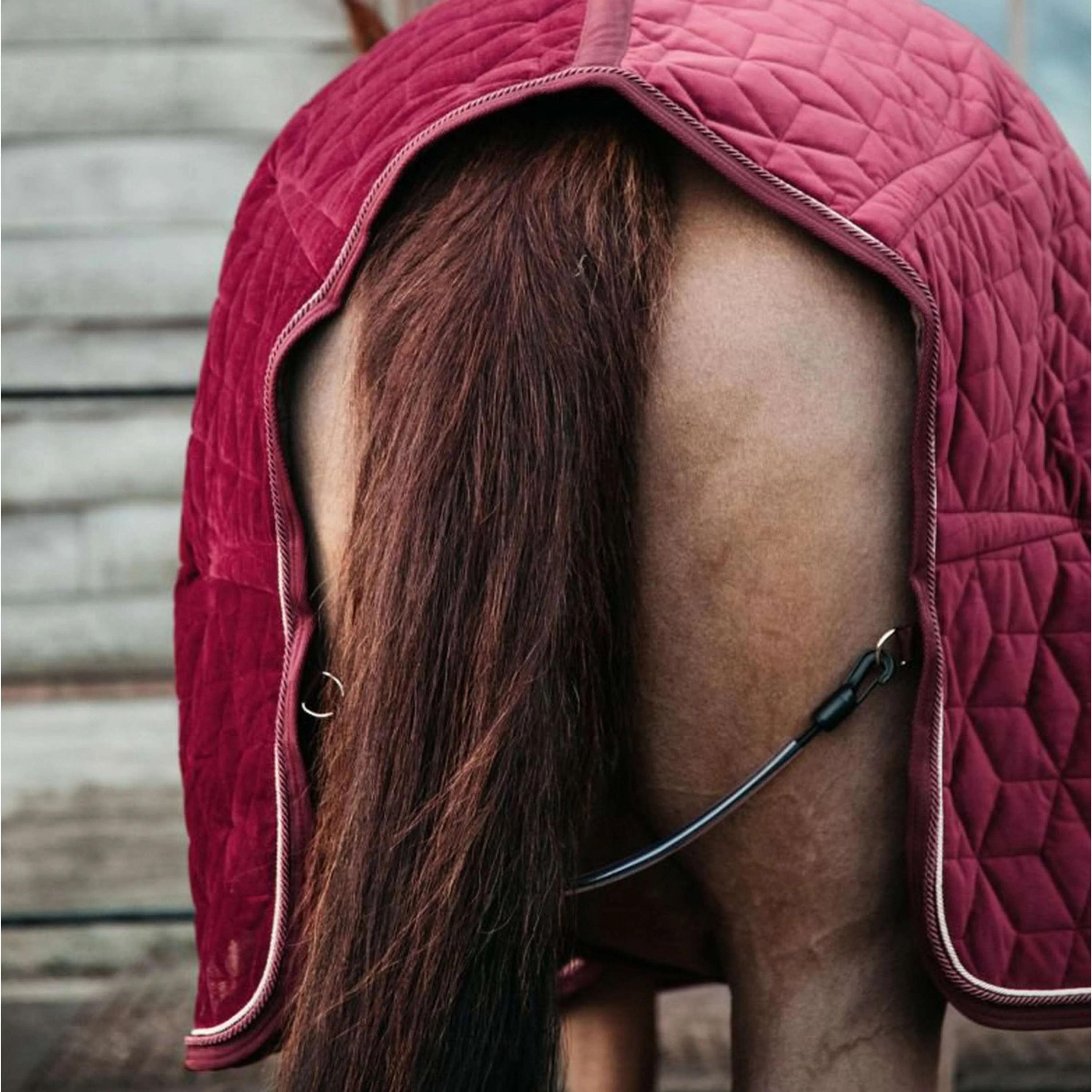 Kentucky Horsewear Coperta da esposizione Velvet Bordeaux - Image 5