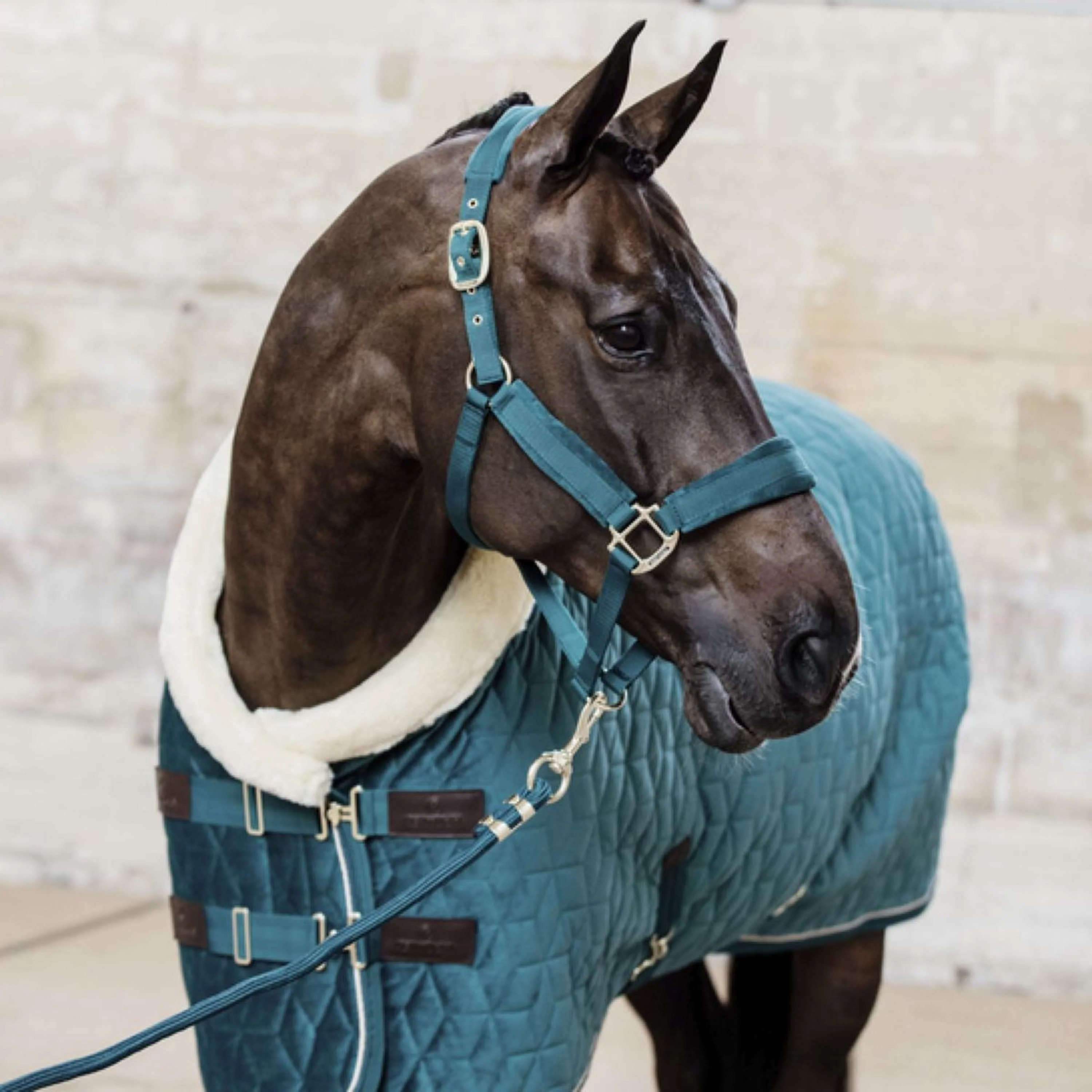 Kentucky Horsewear Corda per cavezza Basic Smeraldo - Image 2