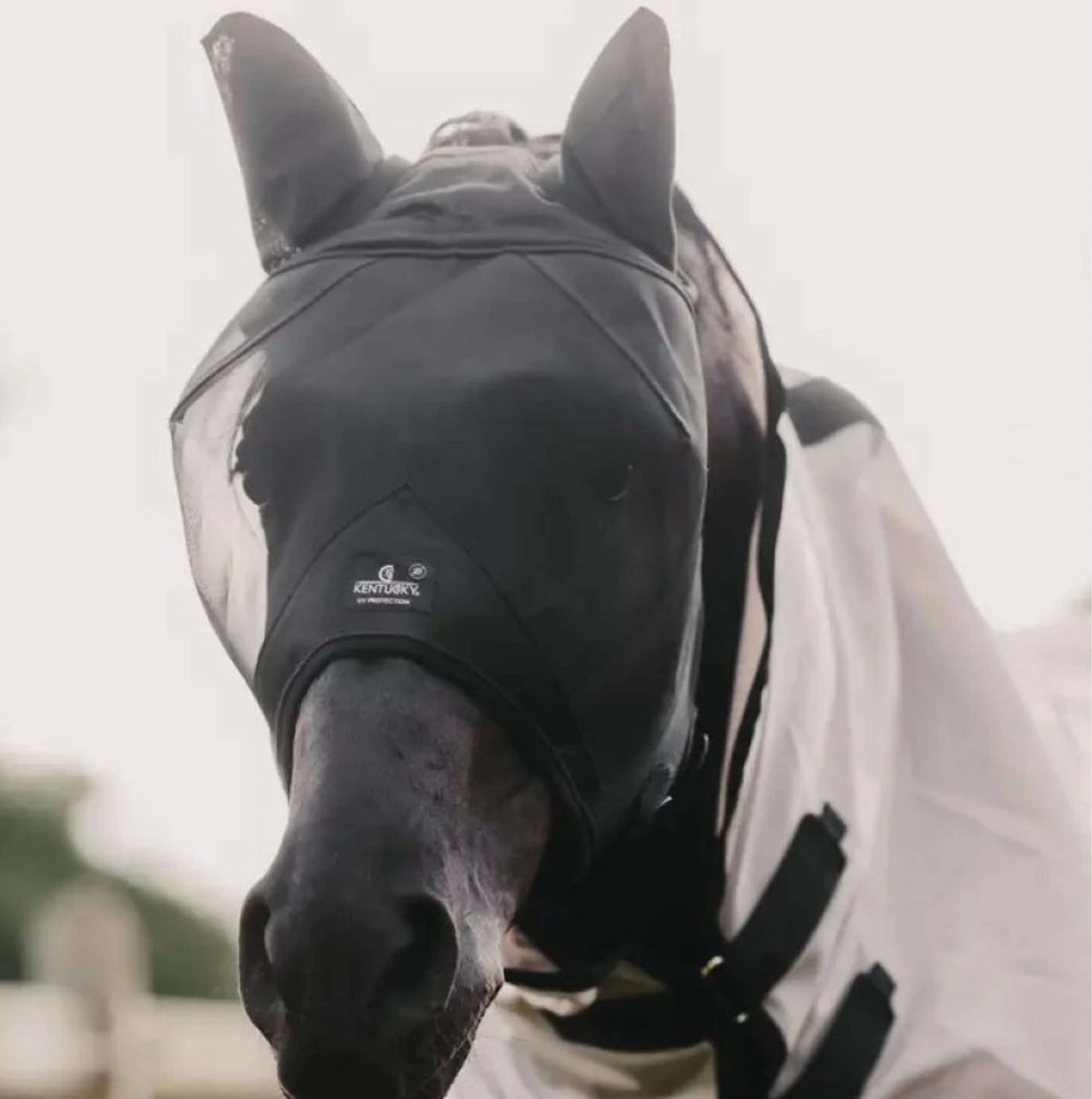 Kentucky Horsewear Maschera per Mosche Classic Nero