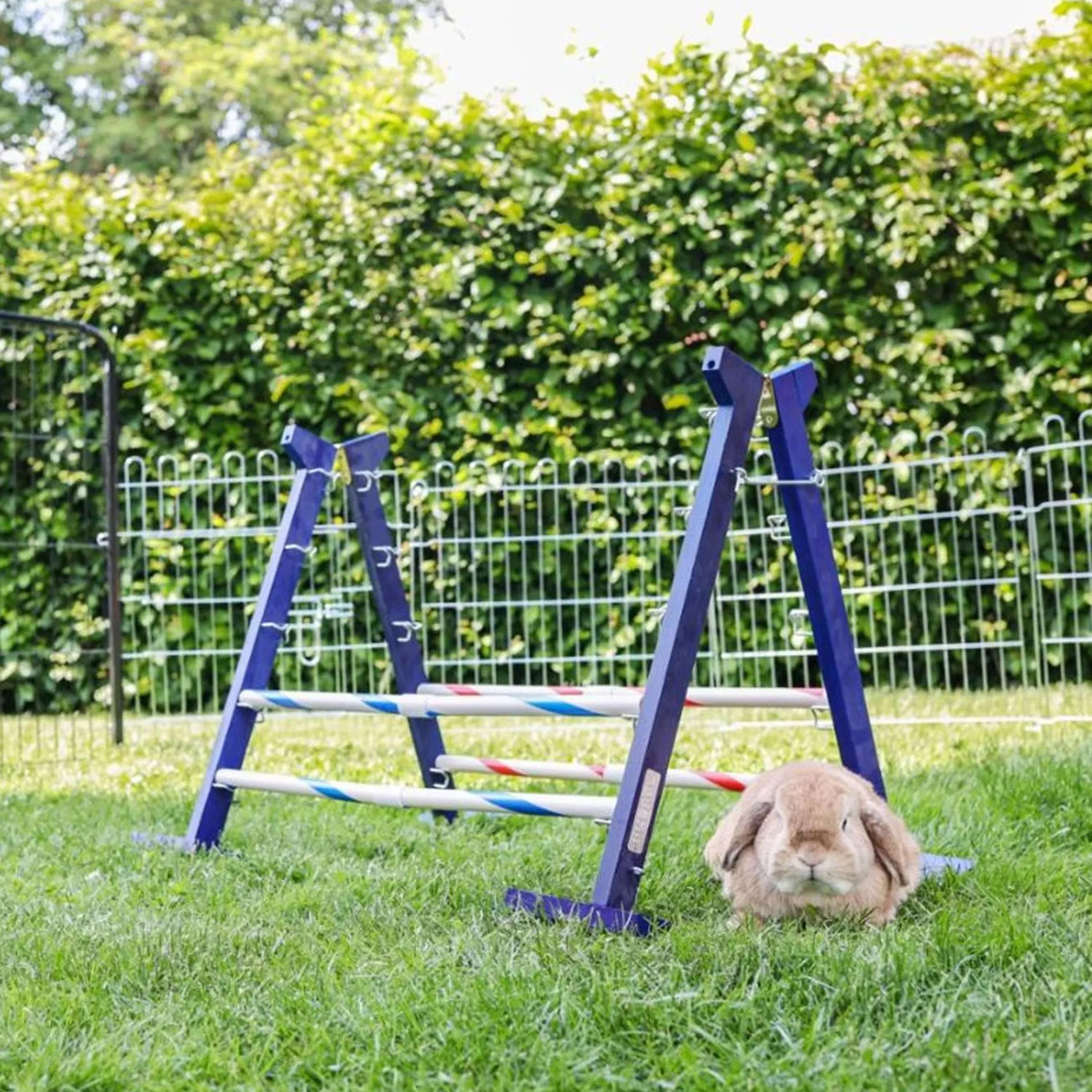 Kerbl Coniglio Hurdle Agility 2 - Image 7
