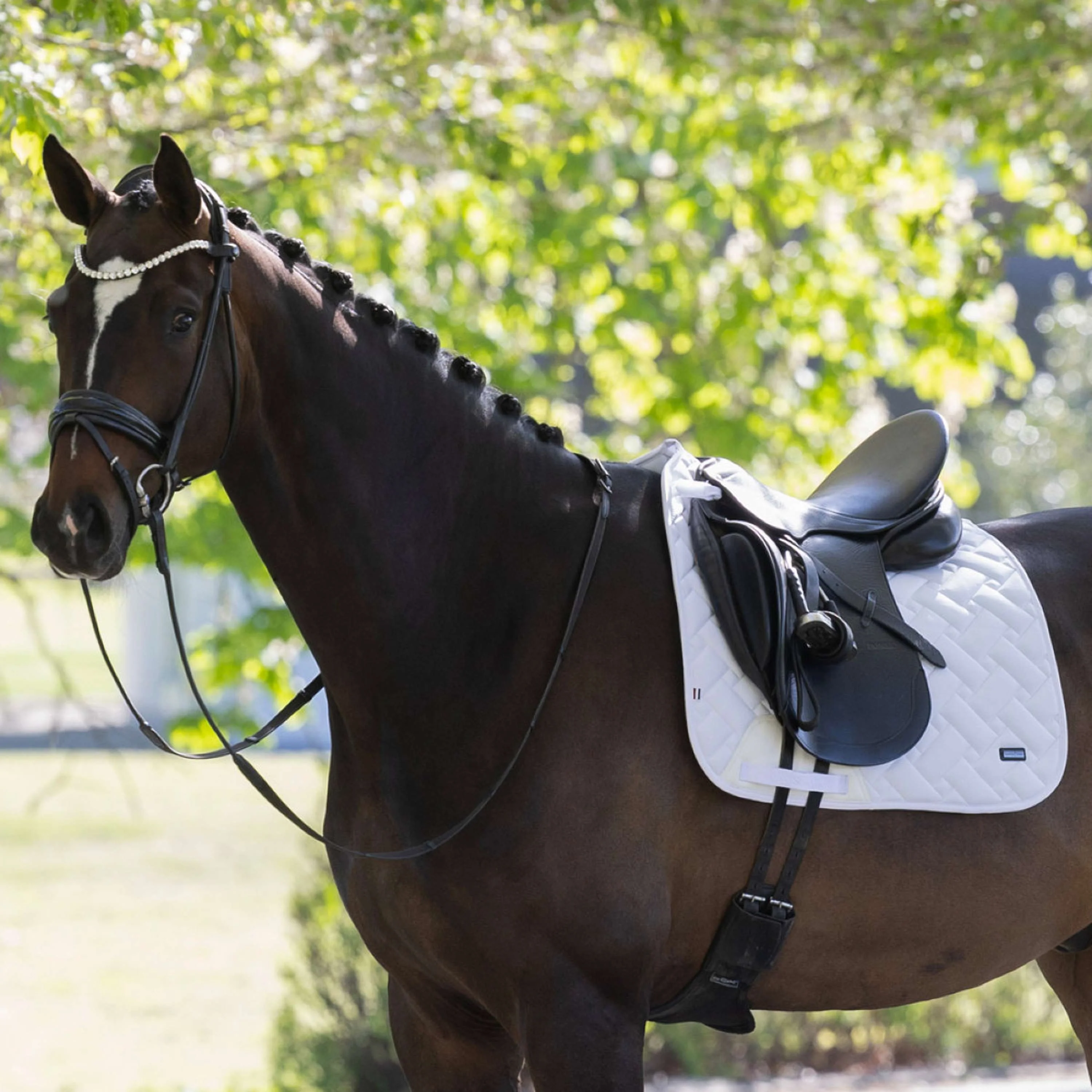Kingsland Sottosella KLLexie Dressage Bianco - Image 2