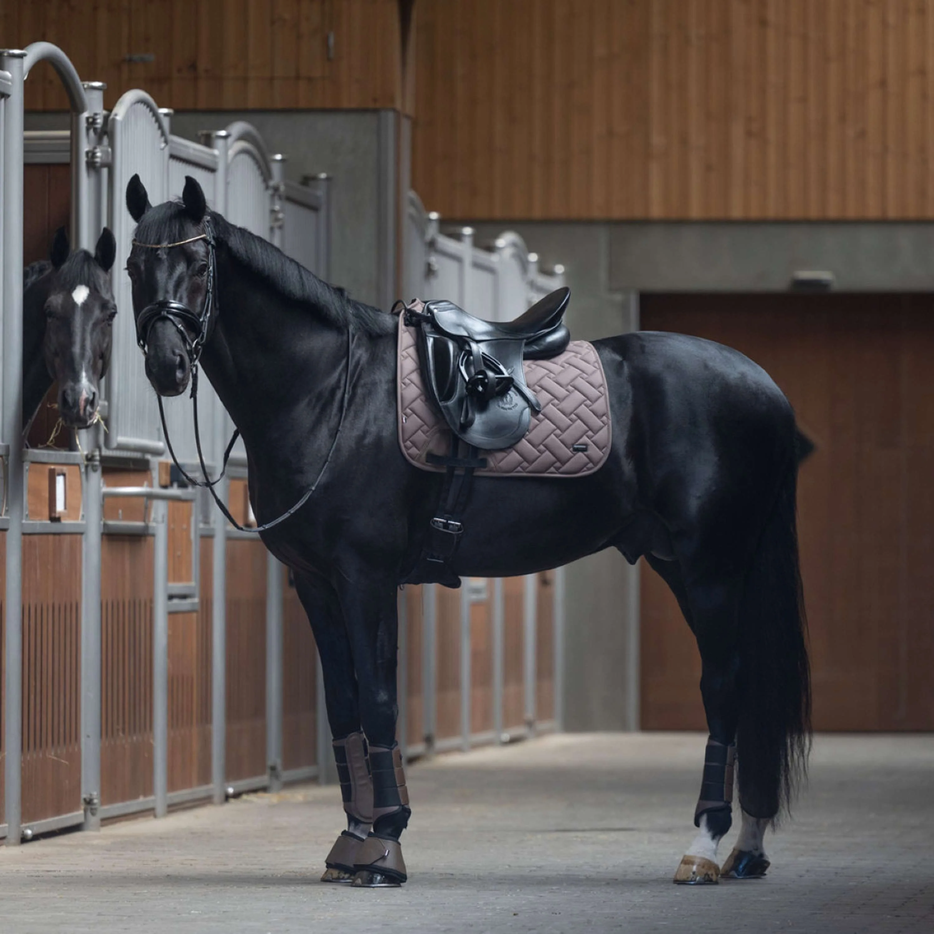Kingsland Sottosella KLLexie Dressage Brown Iron - Image 2