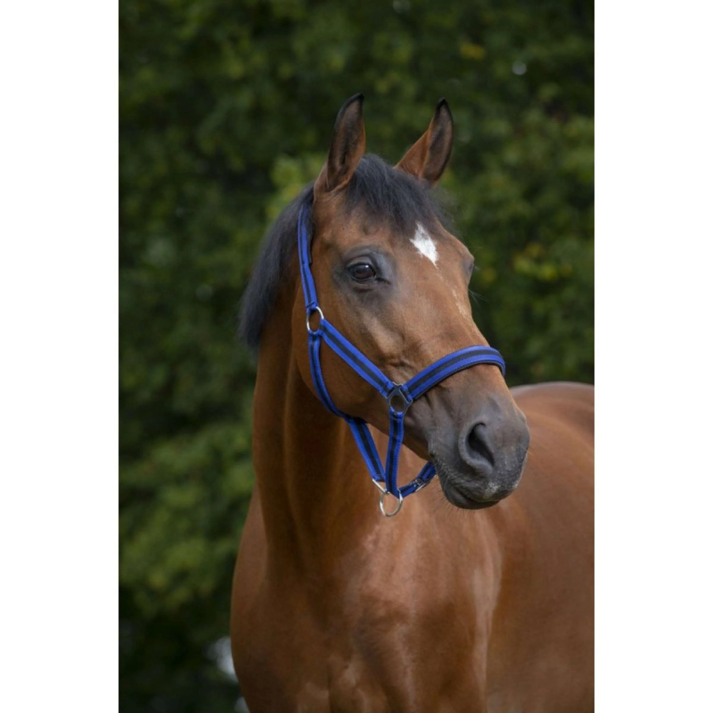 Norton Capezza Foderato con Neoprene Blu reale/nero - Image 2
