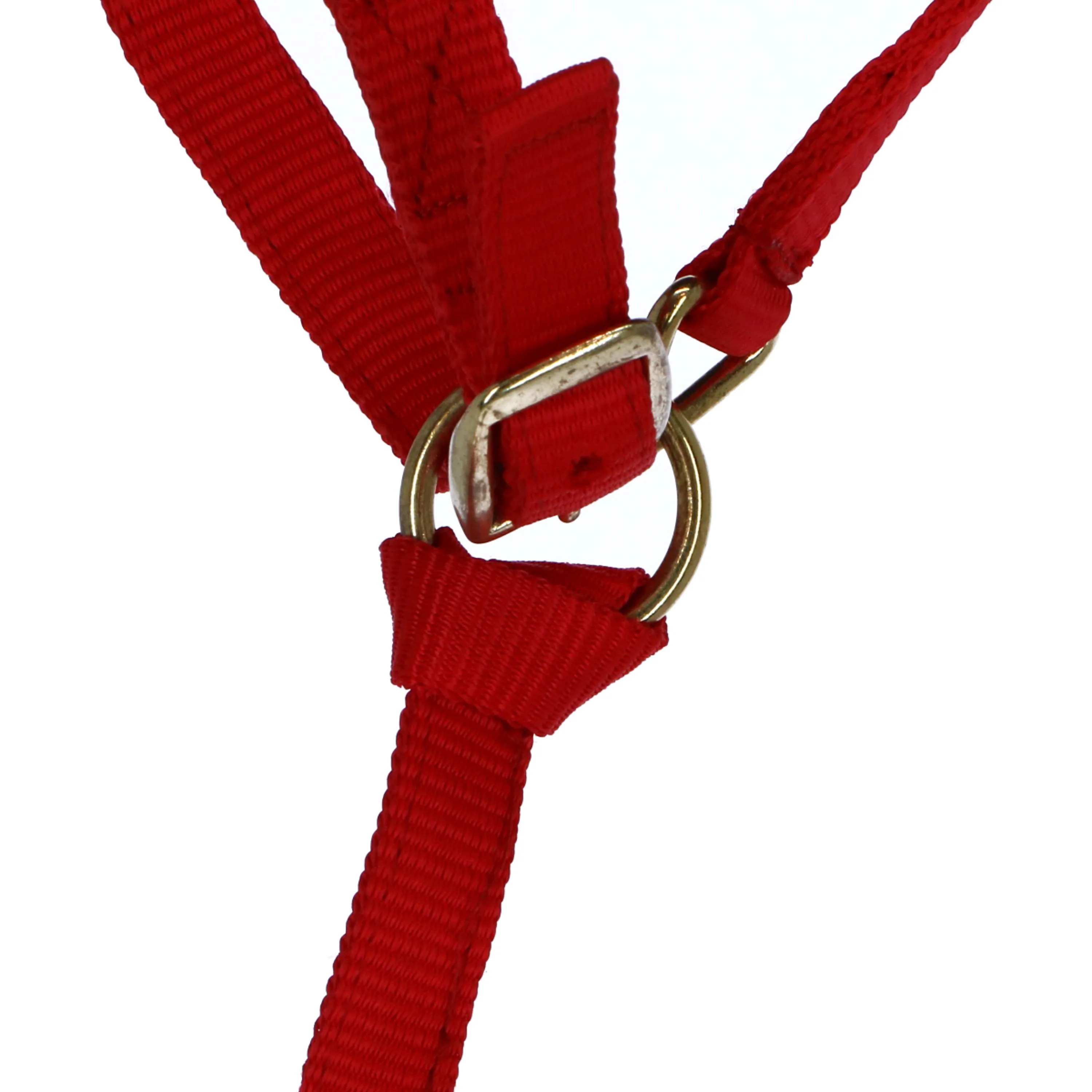 Norton Cavezza per Puledro con Linea Rosso - Image 3